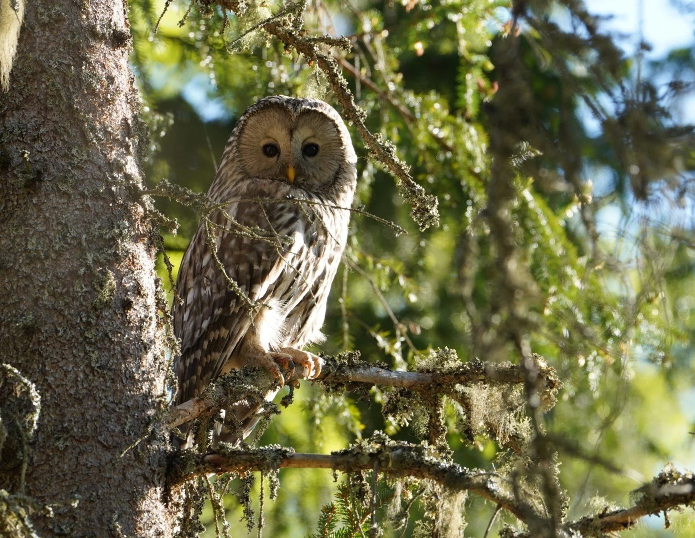 Senolės Pelėdos istorija