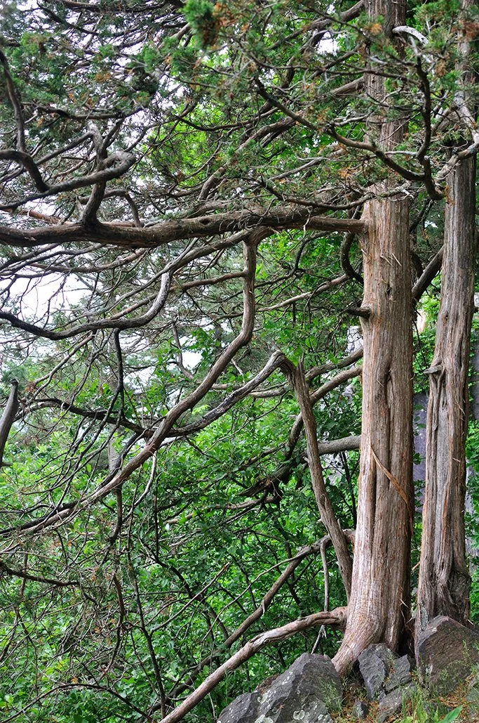Dense forest with intertwined tree branches and trunks, surrounded by green foliage and rocks at the base.