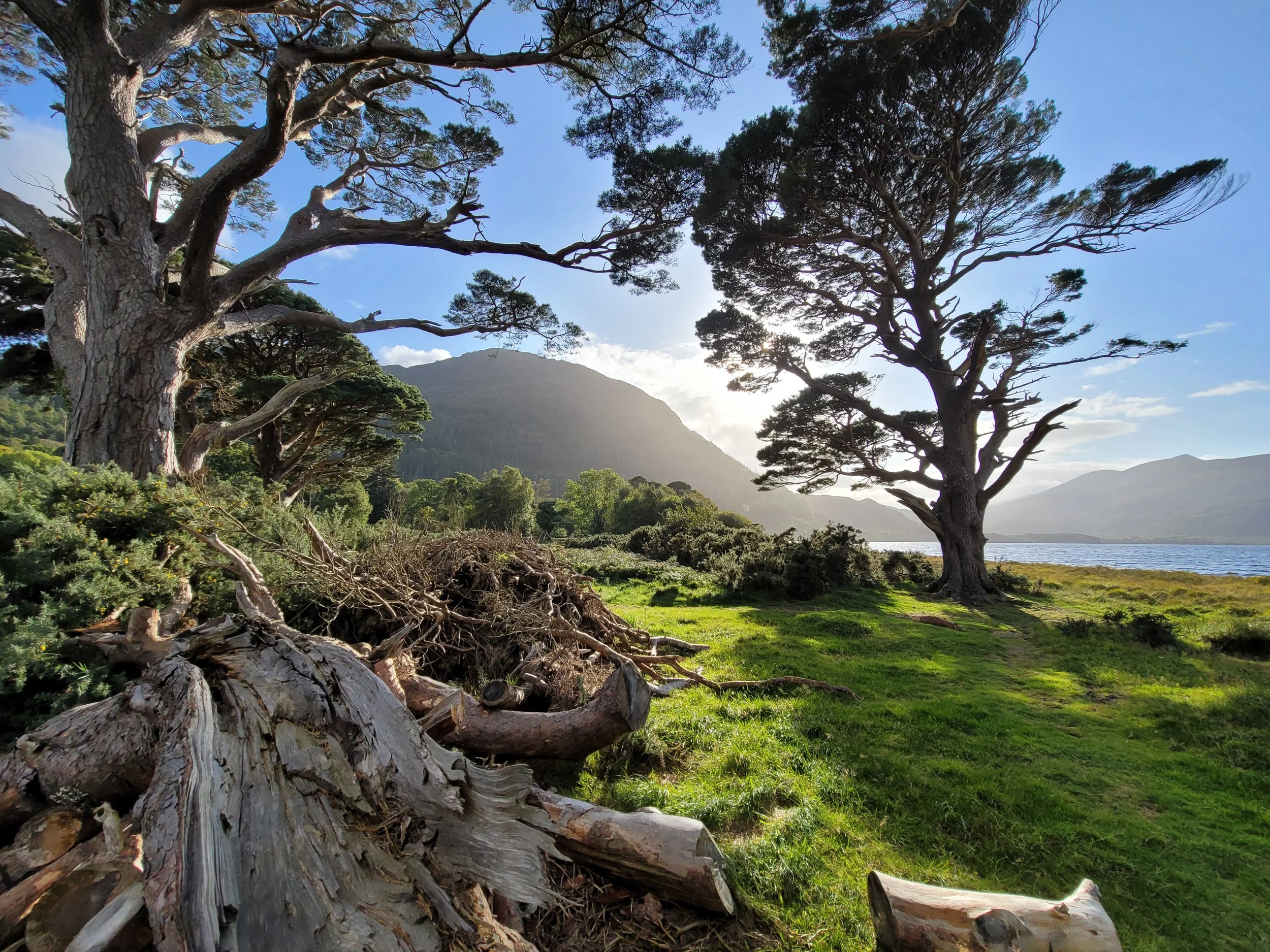Scenic landscape with large trees, green grass, mountains, and a lake during sunset or sunrise.