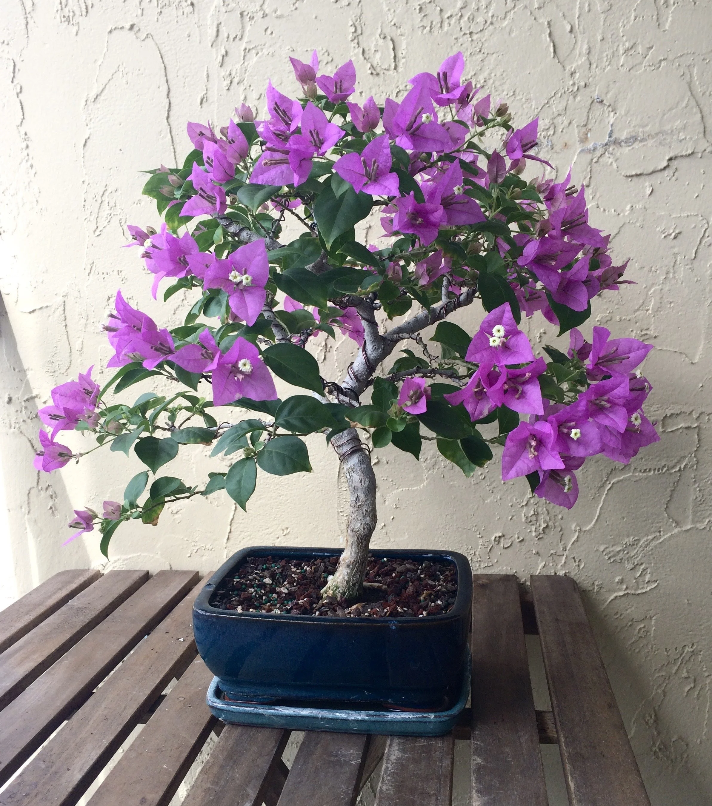 A potted bougainvillea plant with pink flowers on a wooden table against a textured beige wall.