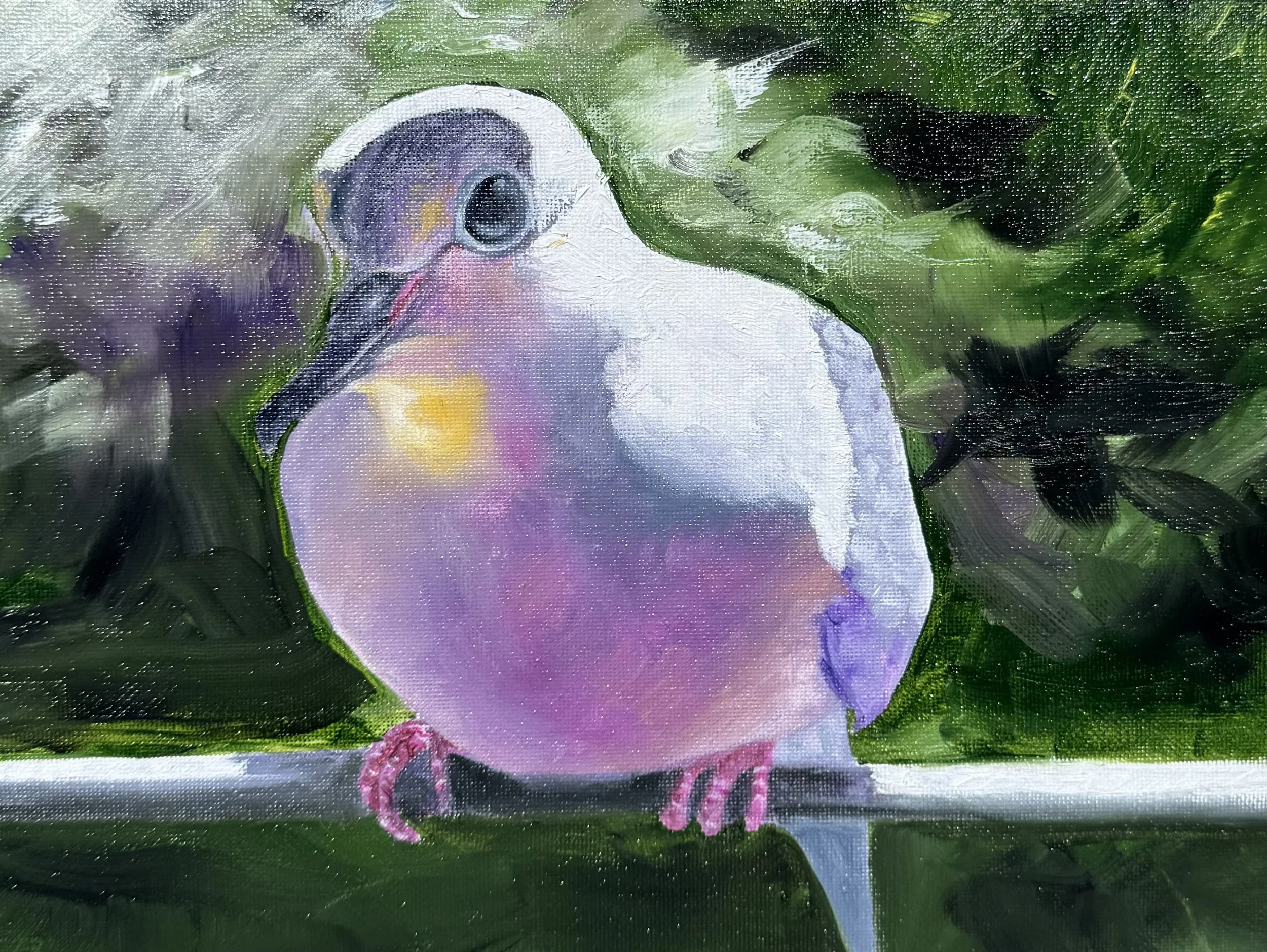 Mourning Dove