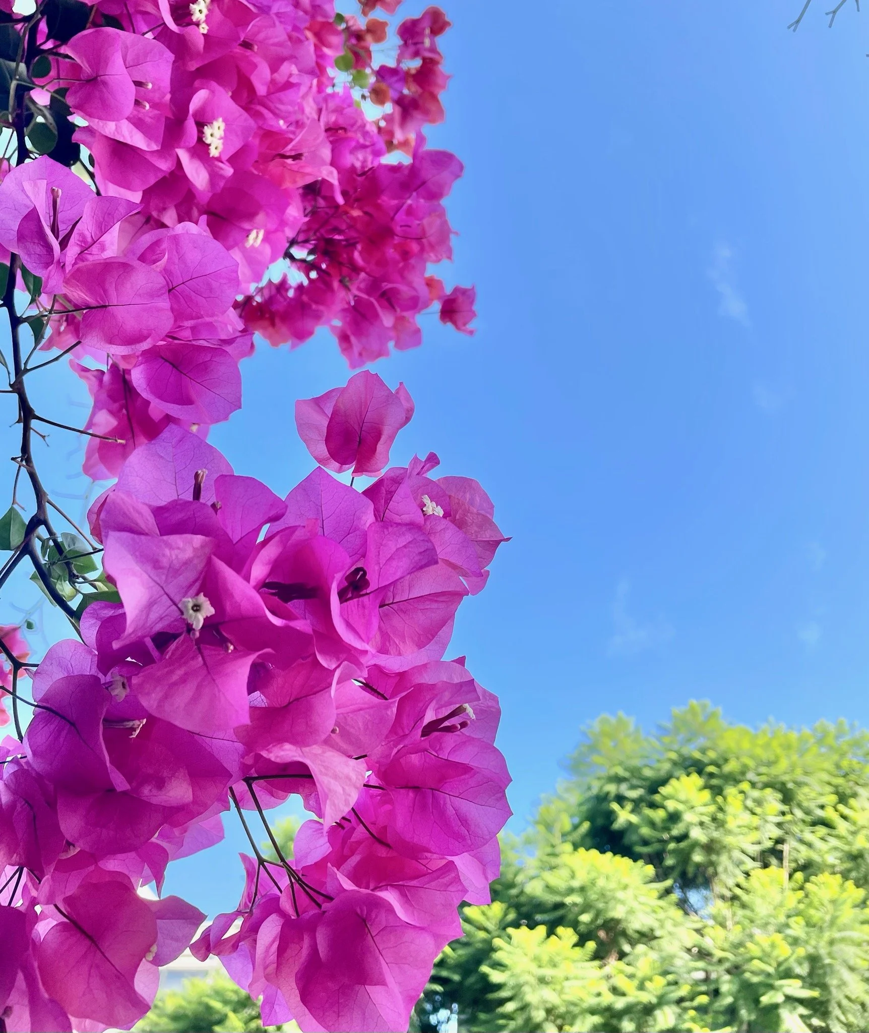 Dr. John Fernandez, gender affirming hormone therapy, west hollywood, los angeles. Seeking confidence and affirming care for hormones. Hormone replacement therapy.