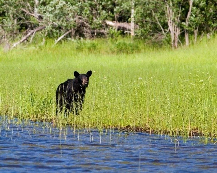 imgi_70_Achapi-bear.jpg