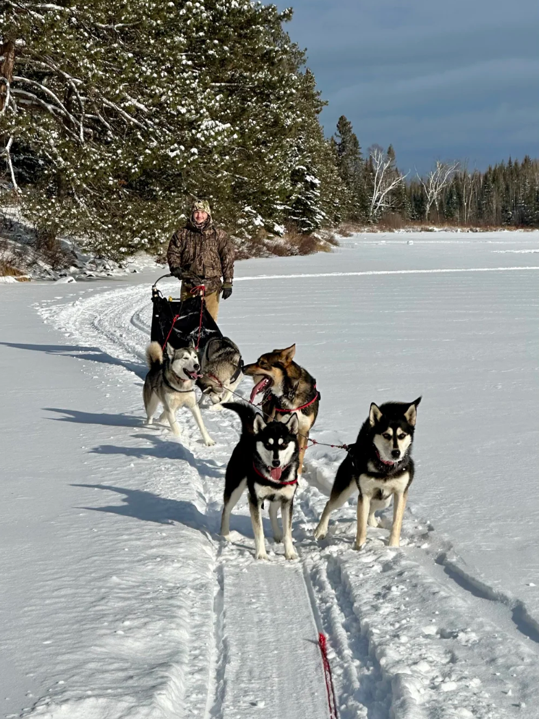 Dog+Sledding+01.png