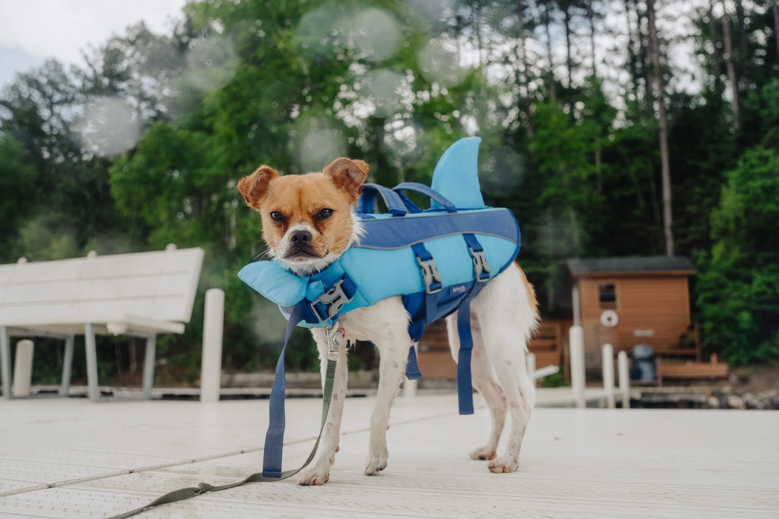 Small dog with a serious expression, wearing a shark-shaped floatation device on its back, standing on a dock near a lake with green trees and a wooden shed in the background.