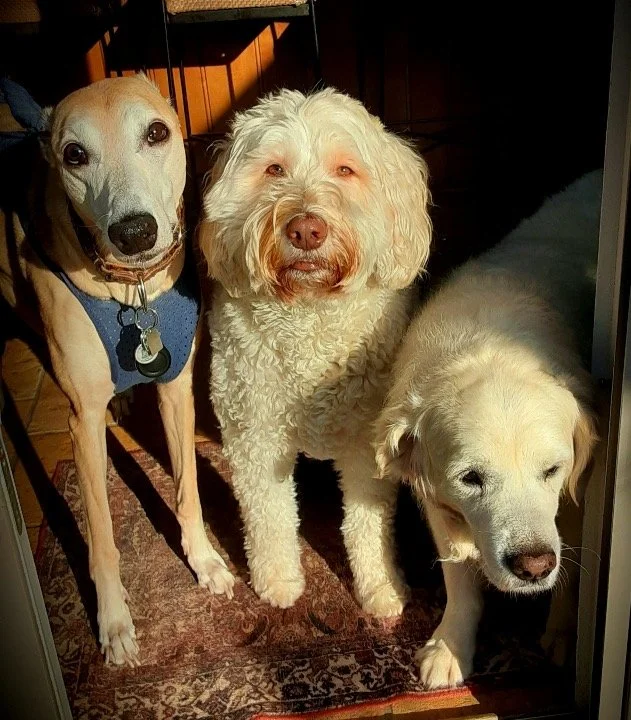 Three dogs standing together indoors on a patterned rug. The dog on the left is a light-colored dog with a blue harness, the middle is a curly-haired cream-colored dog, and the right is a white dog with a collar, partially in shadows.
