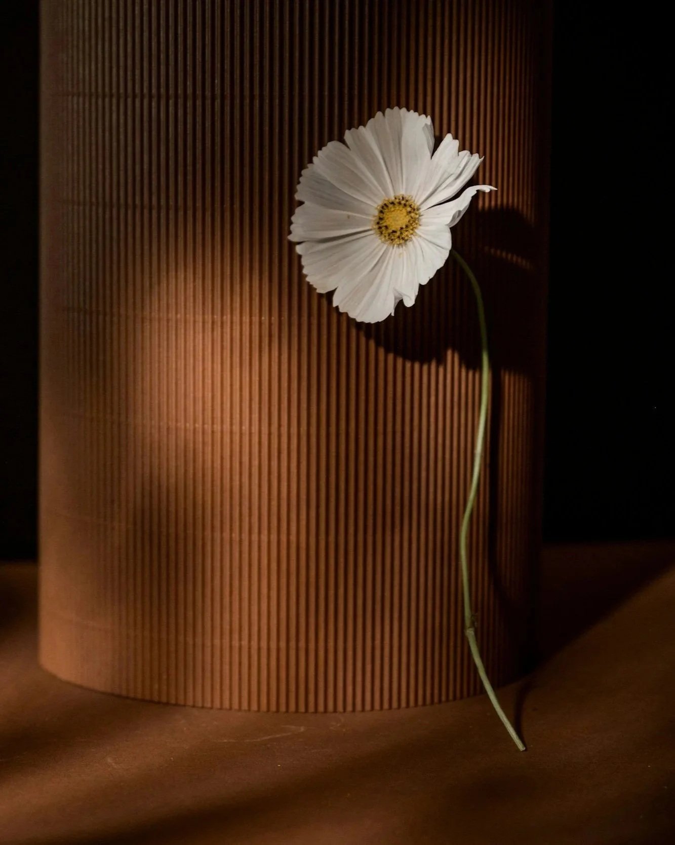 A white flower with a yellow center and long green stem, casting a shadow on a textured brown cylindrical surface, with dark surroundings.