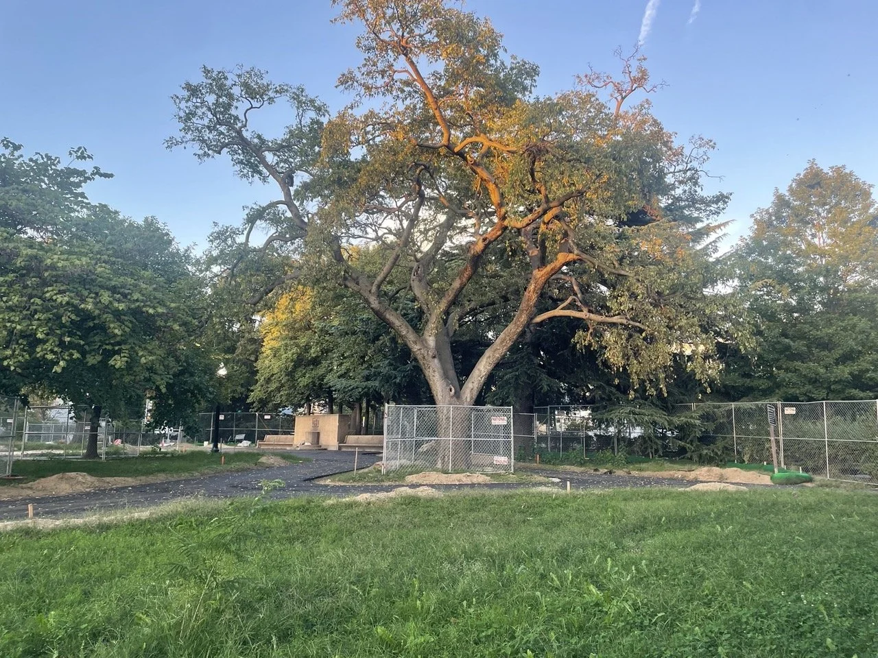 Large tree in a park surrounded by green grass, with a chain-link fence and trees in the background, under a clear blue sky.