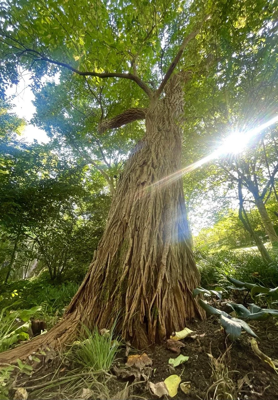 A tall tree with rough bark in a lush green forest, sunlight shining through the leaves, and the forest floor covered with plants and leaves.