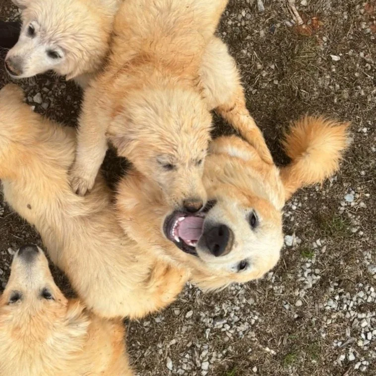 great pyreneese dog smiling really big surrounded by puppies dirty from rolling in clay