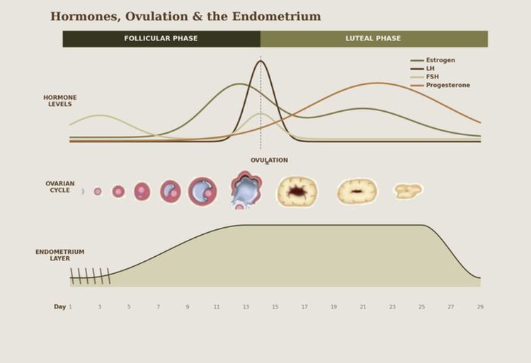 Hormones, ovulation, and the endometrium across the cycle, from the manual