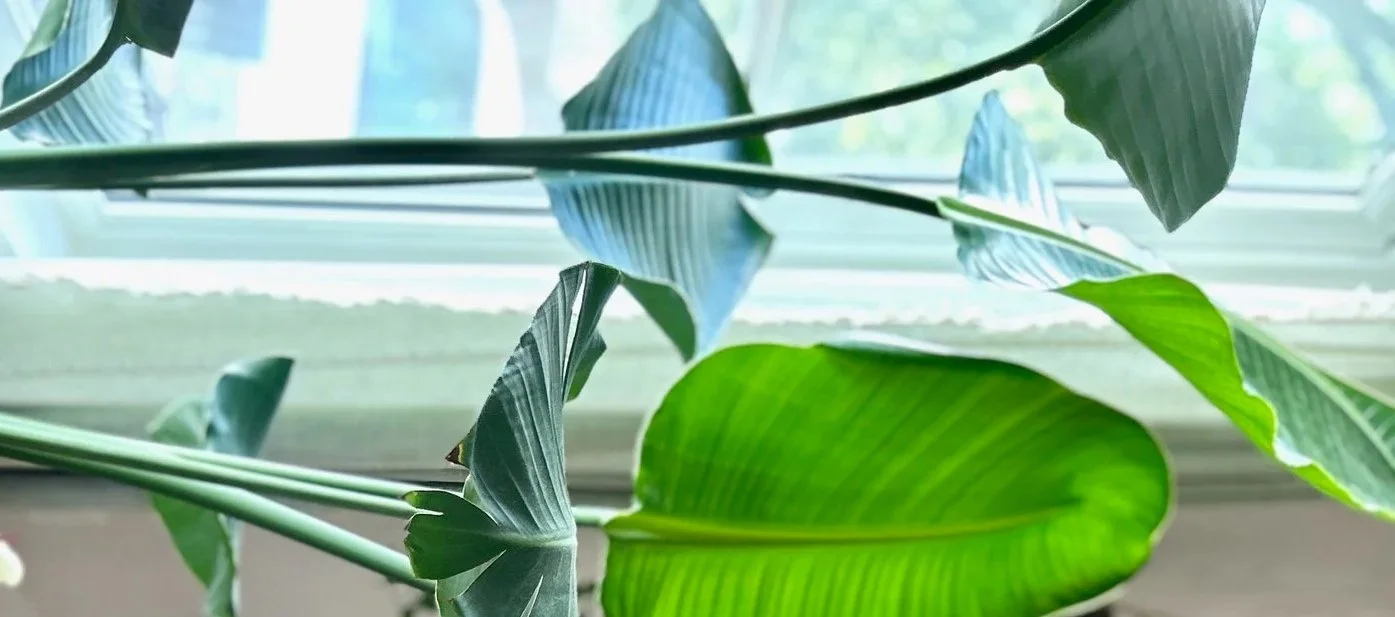 Close-up of green houseplant leaves near a window