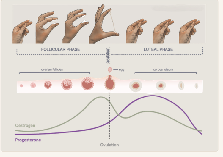 The finger-stretch test for cervical mucus across the cycle, from the manual