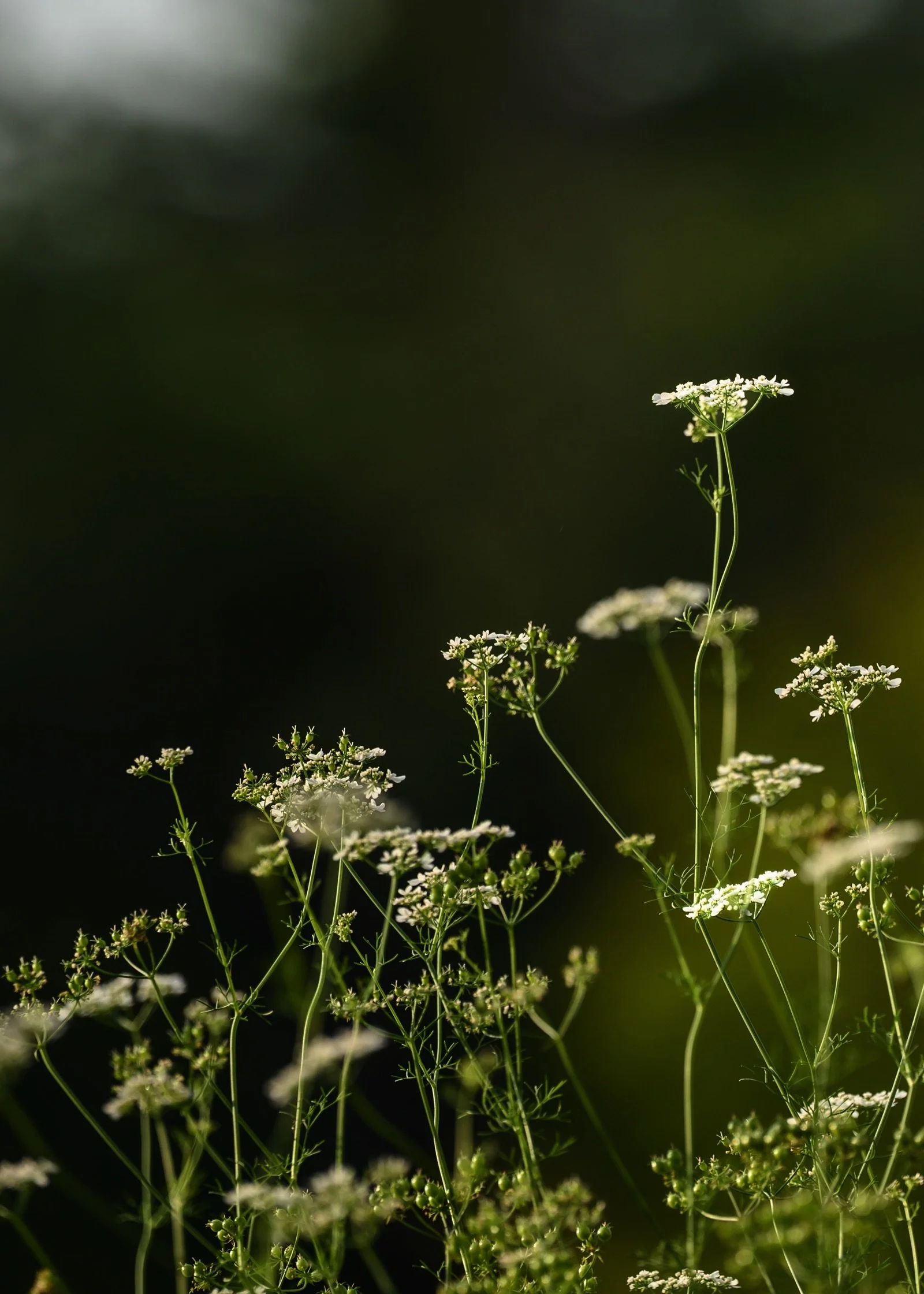 jeannehenriques MGC-0632.jpg