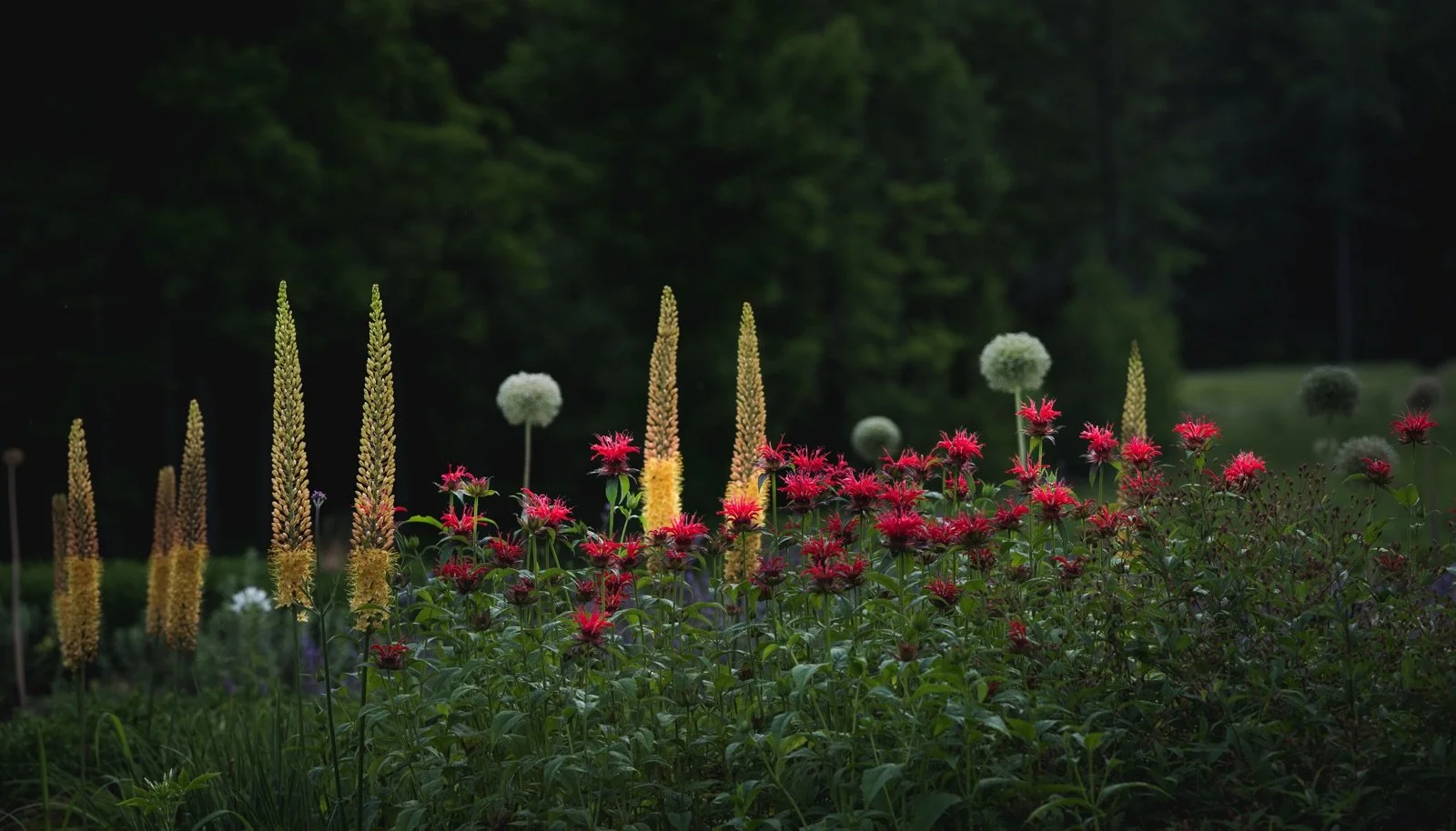 jeannehenriques MGC-5640.jpg