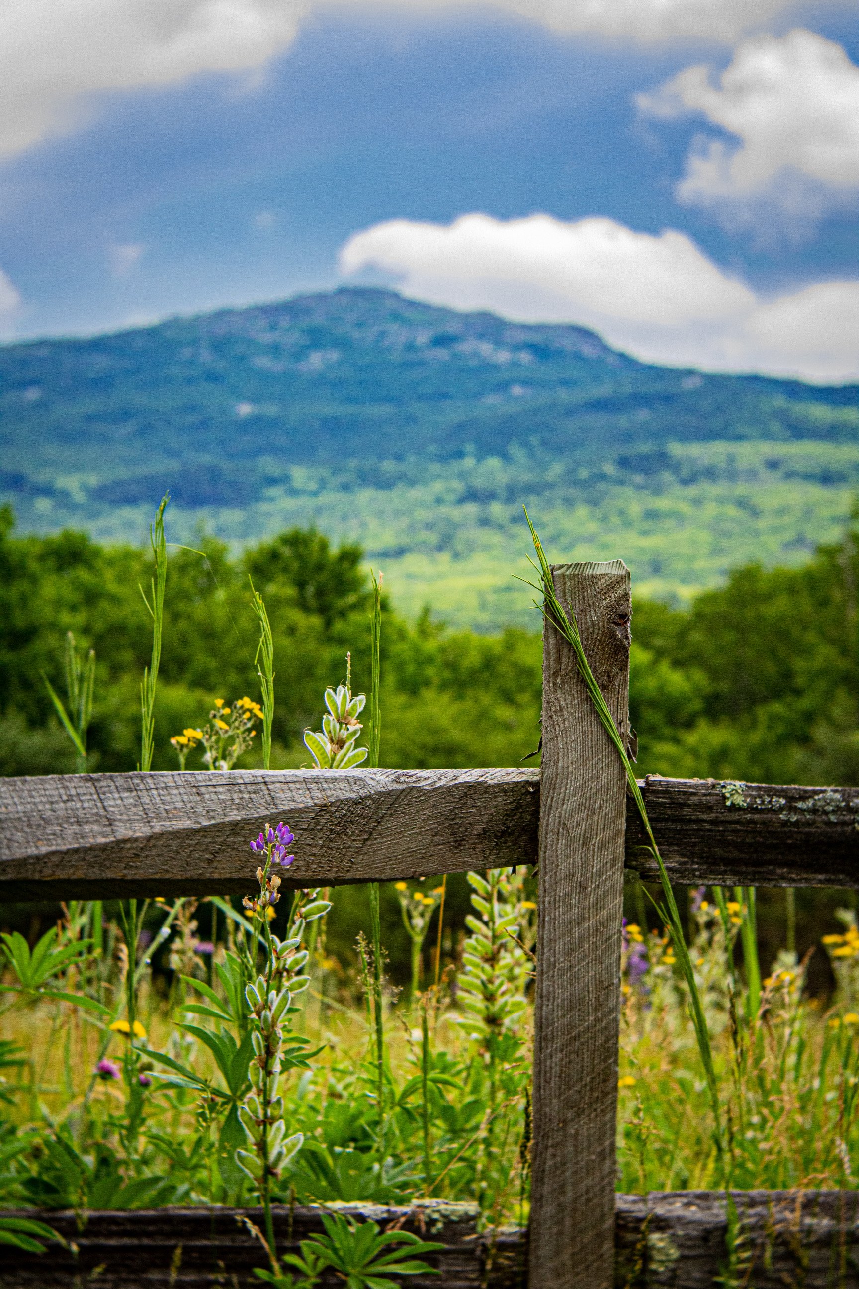 MGC 2025 SHOW LOGO - PLAIN FOR SIGNAGE.JPG