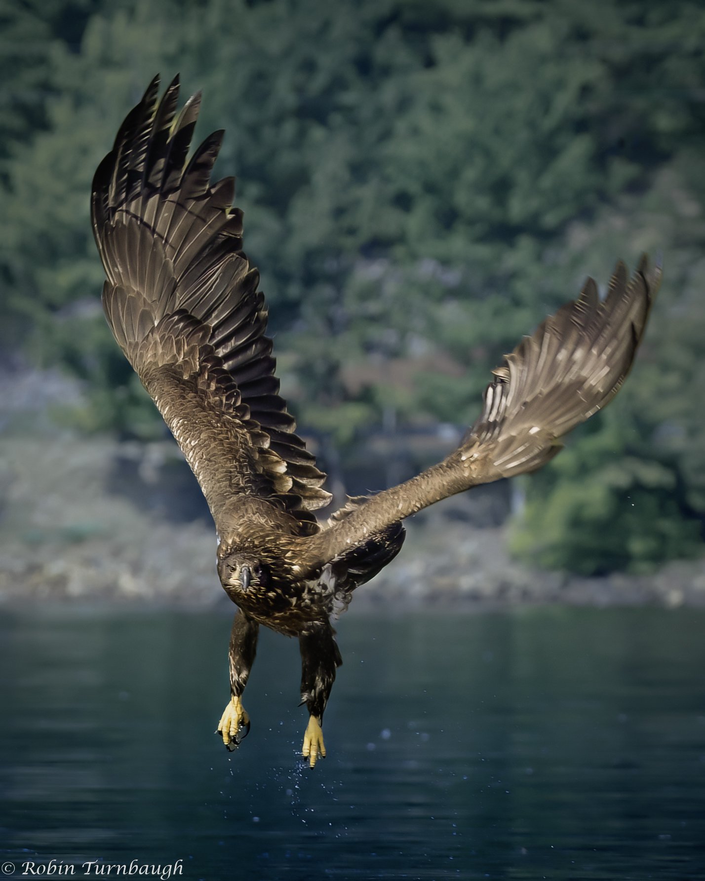 Eagle RTurnbaugh.jpg