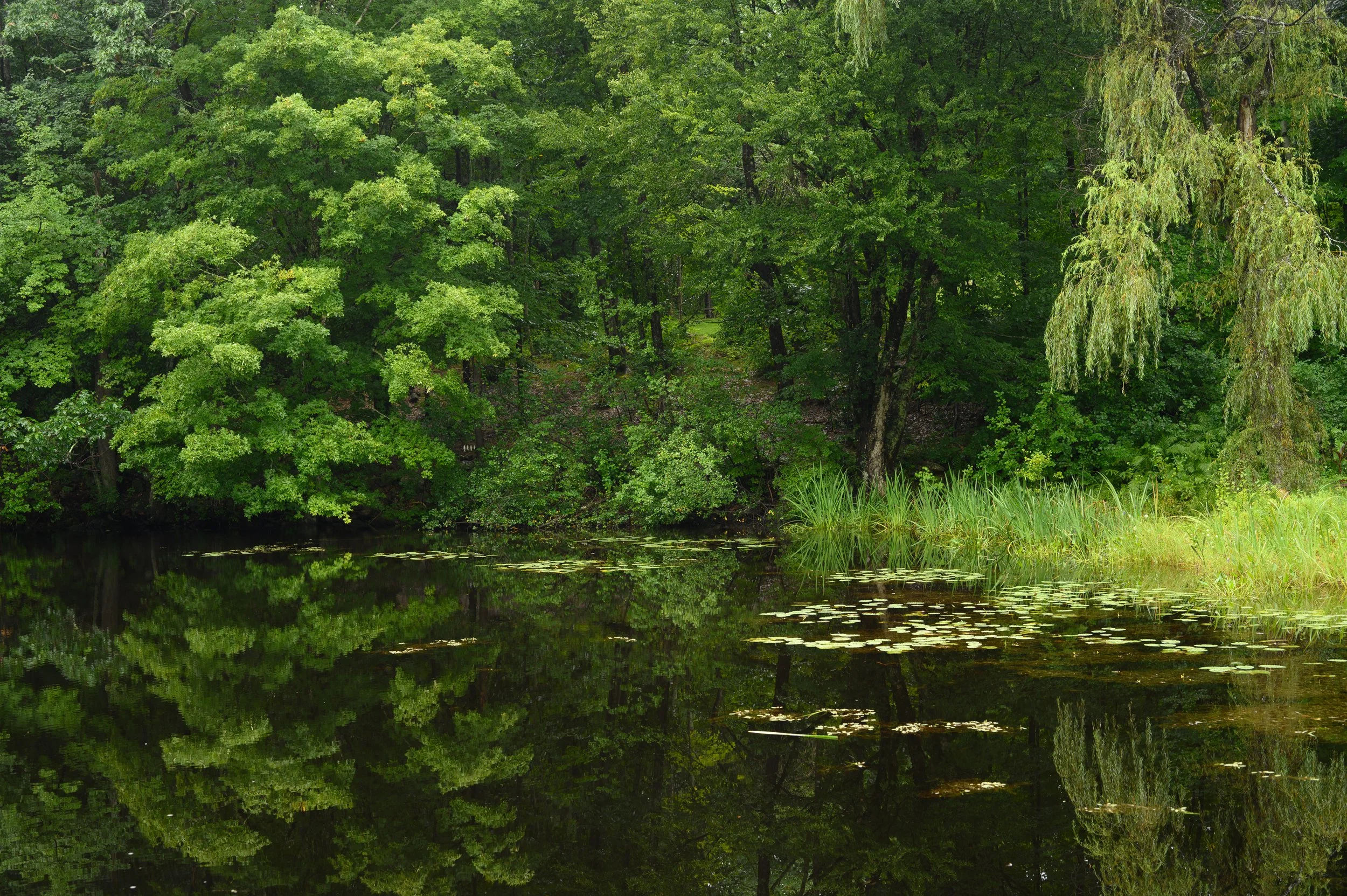 jeannehenriques MGC-0971.jpg