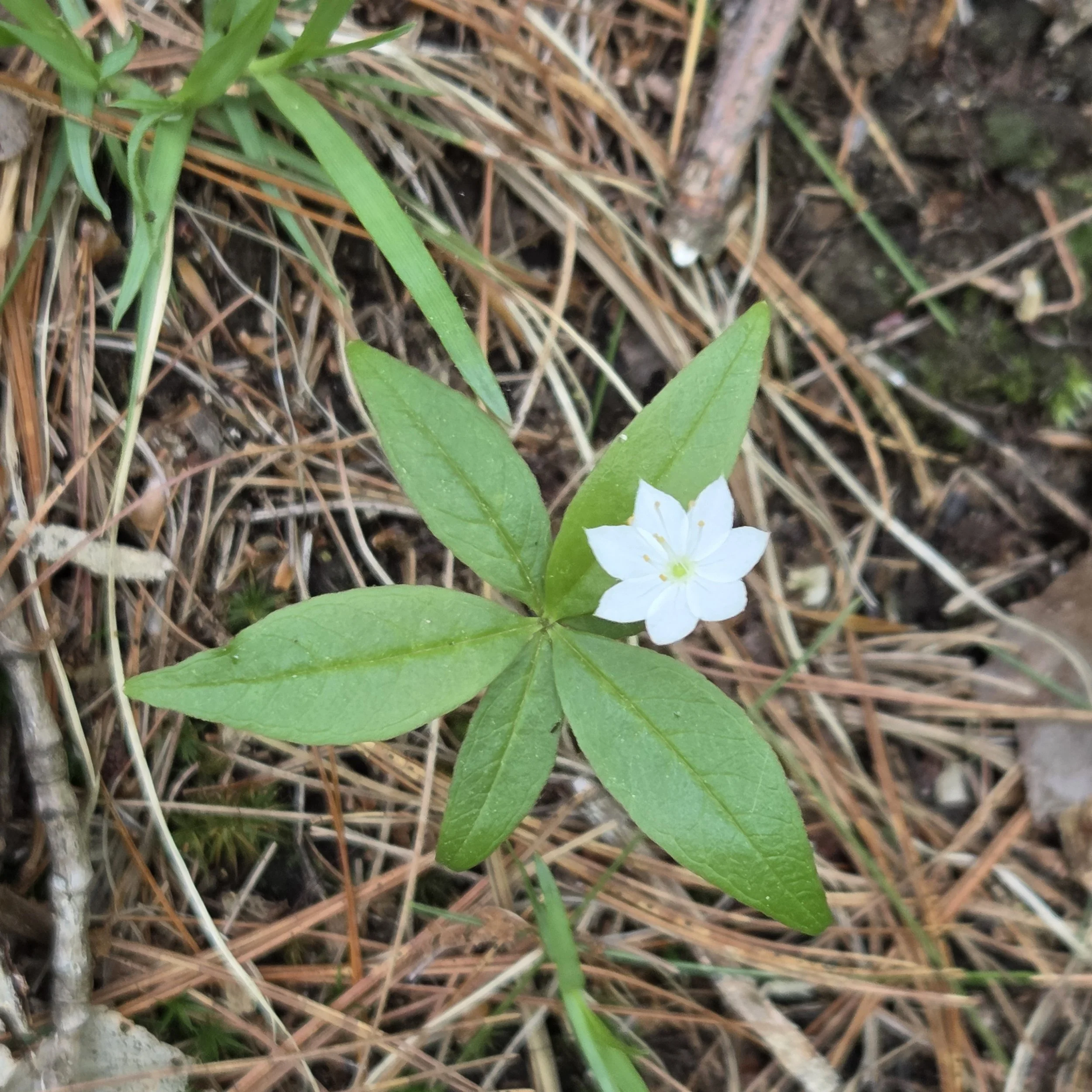 Lysimachia borealis Starflower.jpg