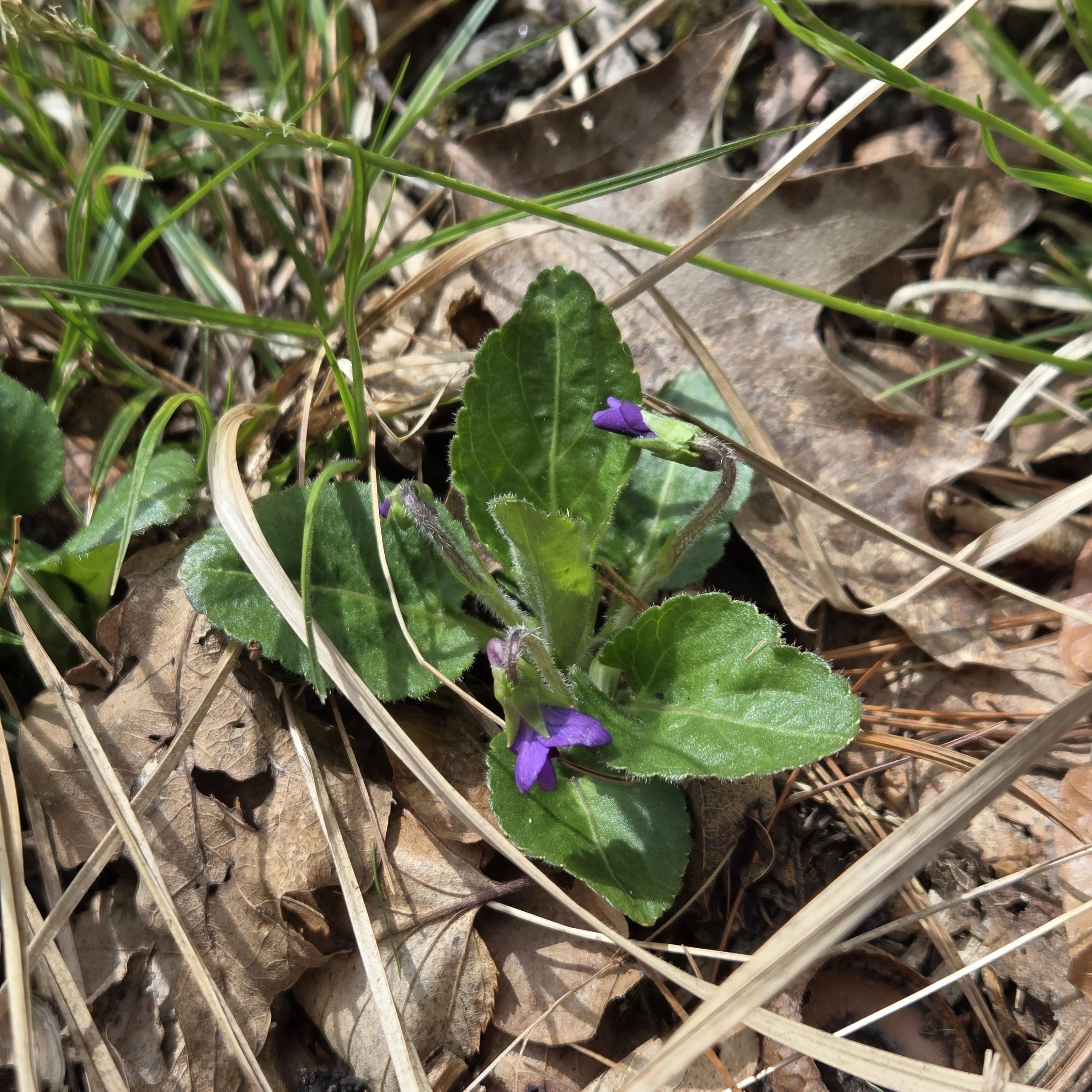 Viola sagittata Arrowleaf Violet.jpg