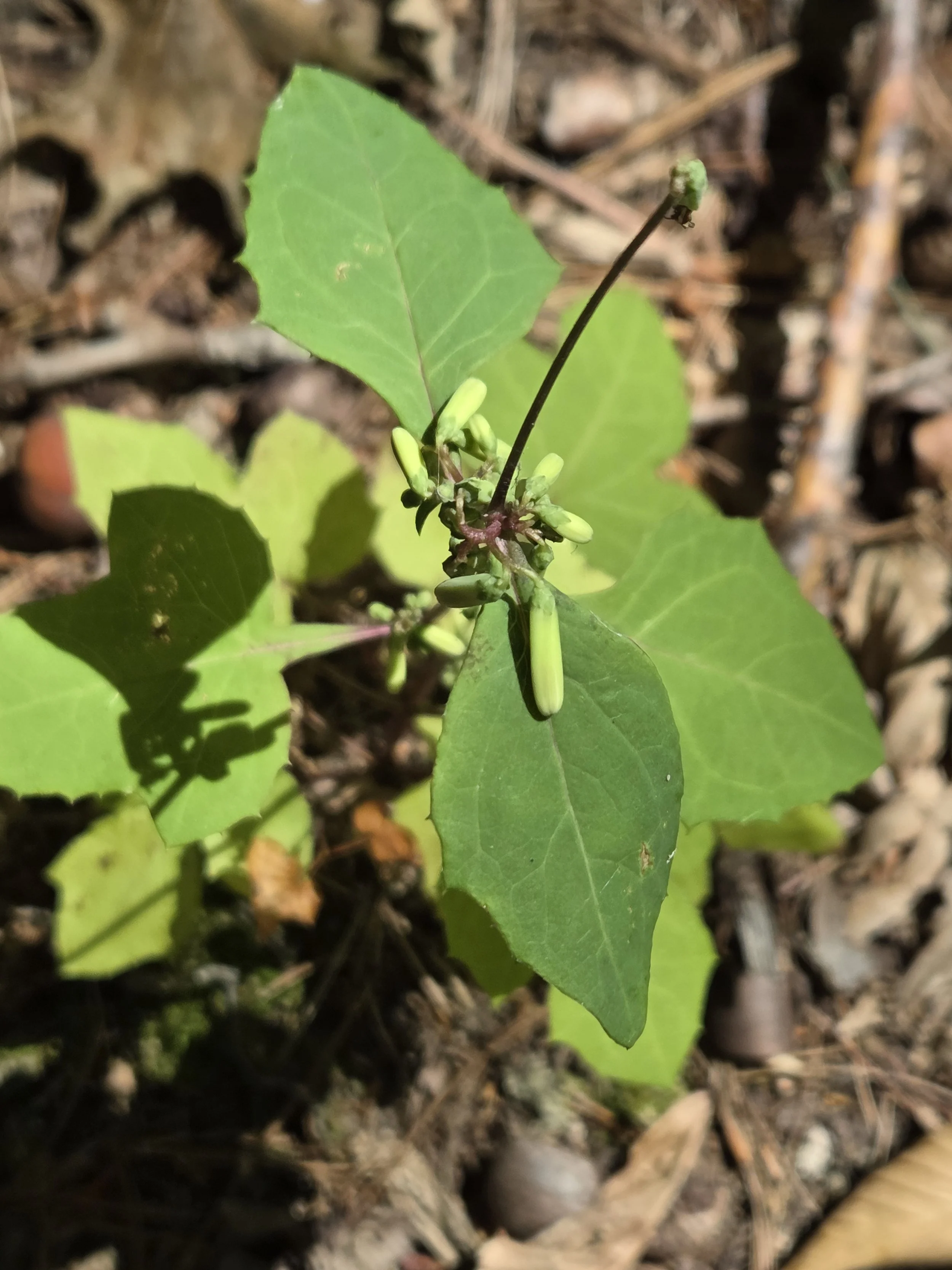 Three leaved Rattlesnake Root Nabalus trifoliolatus.jpg