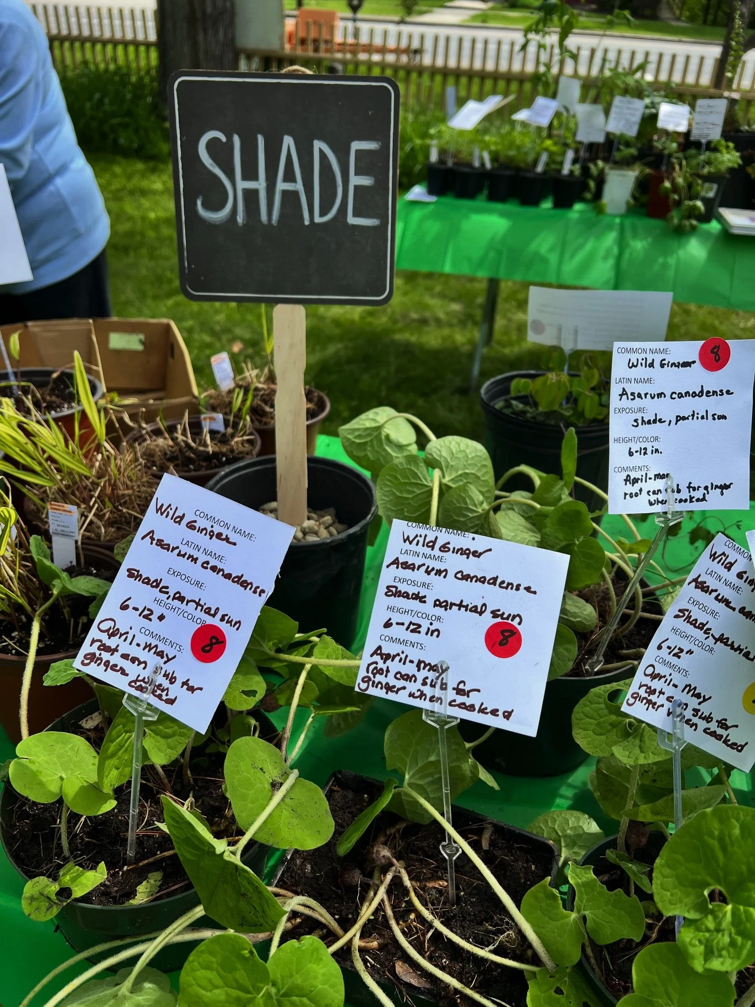 MONADNOCK-GARDEN-CLUB-shade-plants-sale.jpg