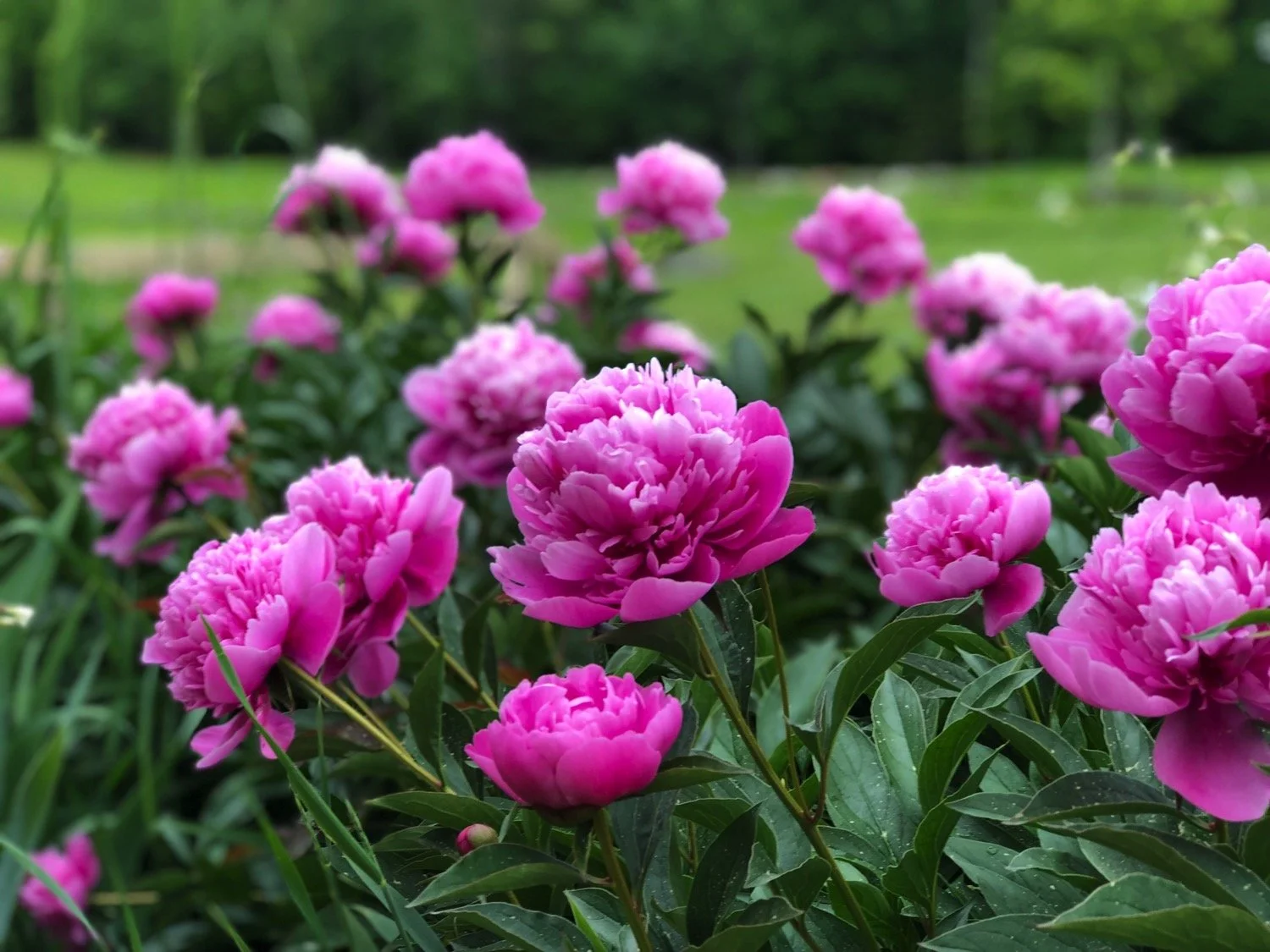 MONADNOCK-GARDEN-CLUB-pink-peonies.jpg