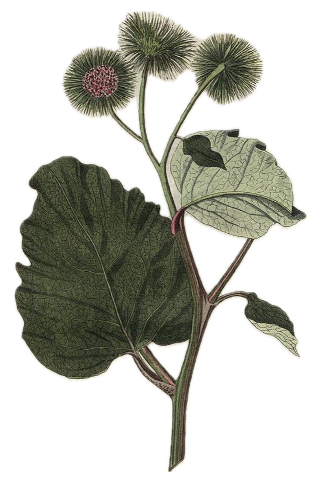 Botanical illustration of a plant with large, textured green leaves and small, round, spiky flowers with a pink center.