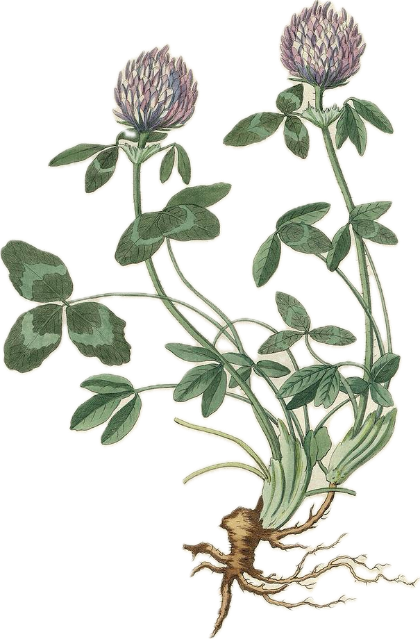 Illustration of an artichoke plant with blooming purple flowers, green leaves, and a visible root system.
