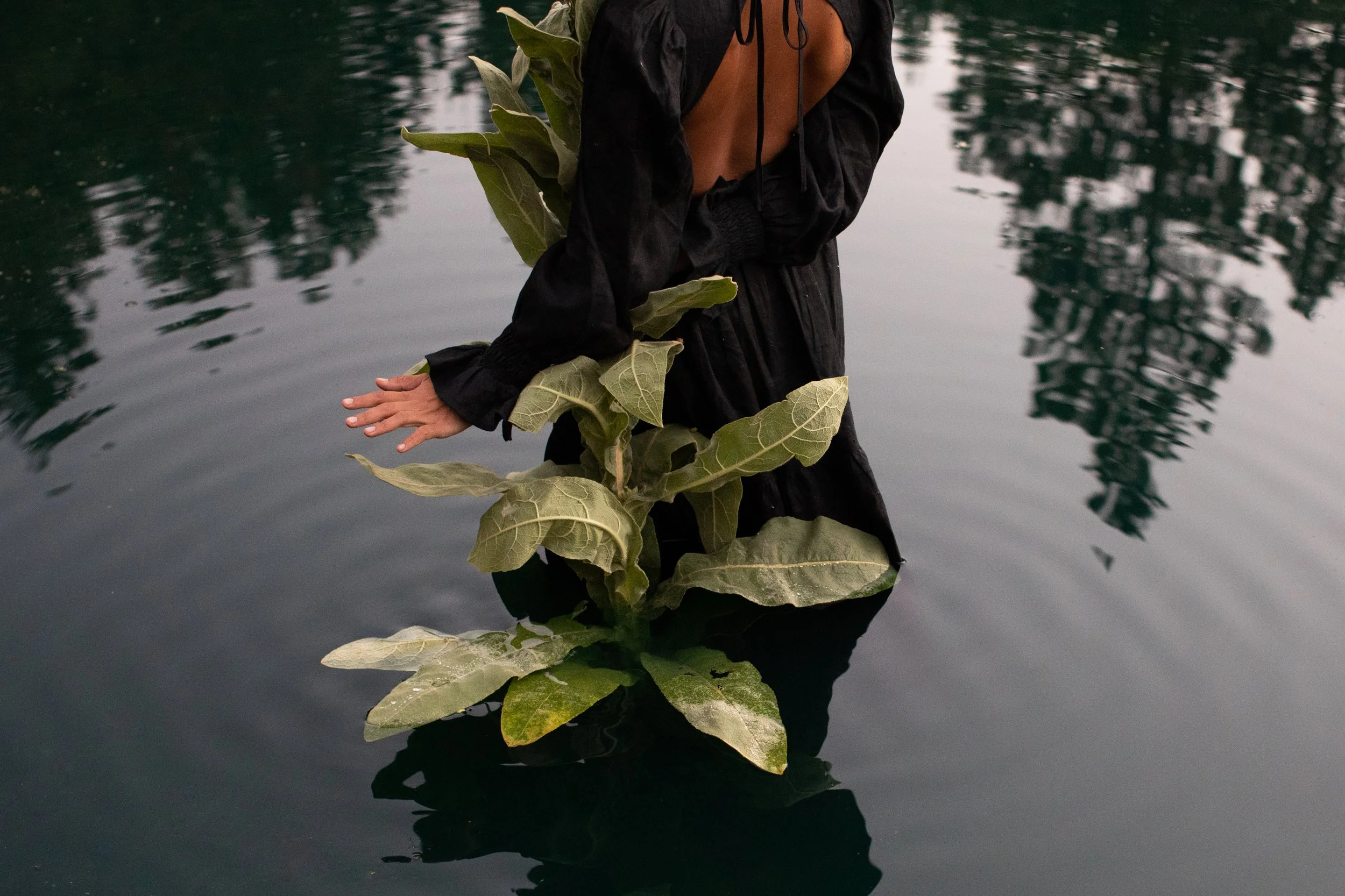Willow-492.jpg
