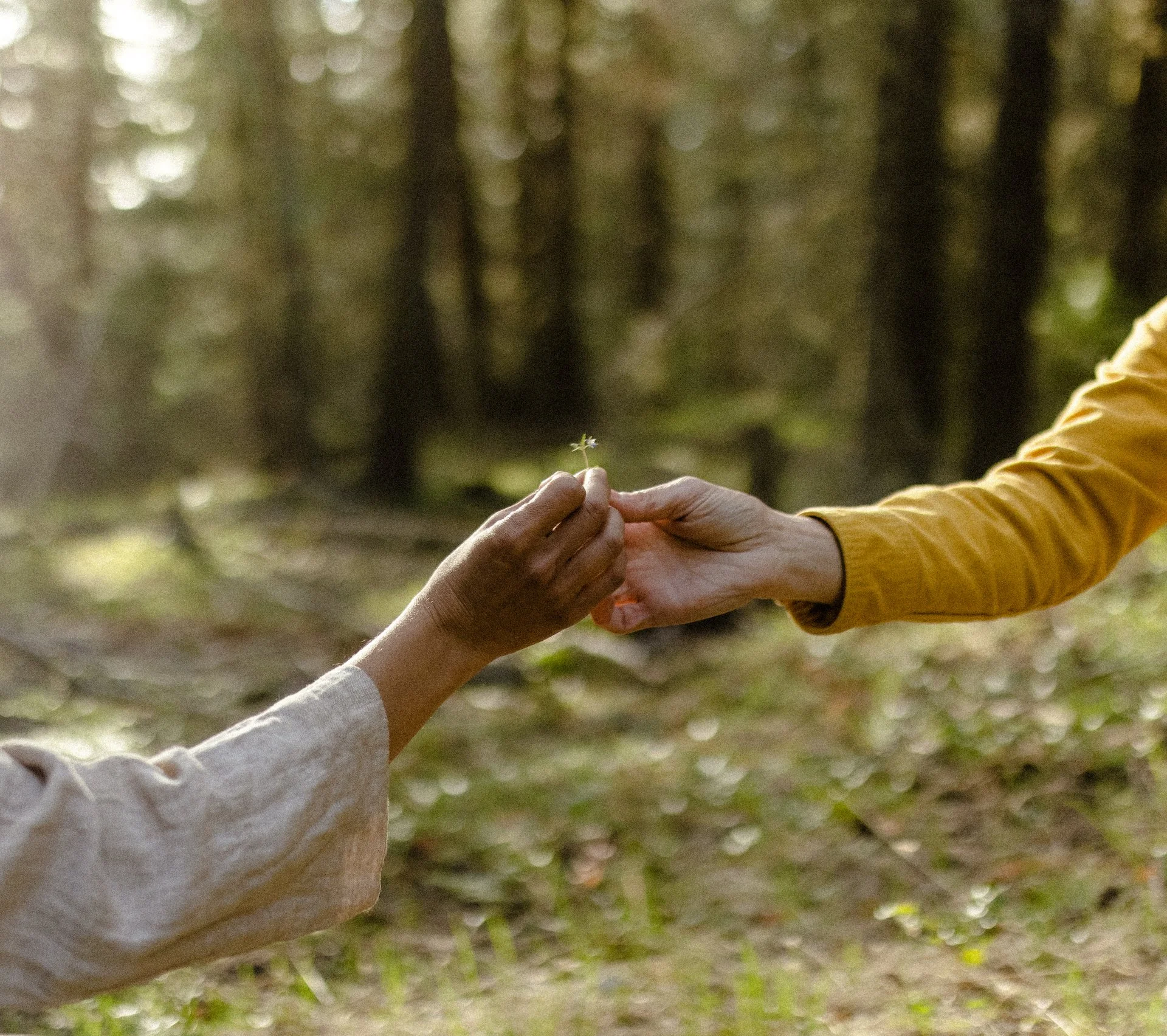 The Origins of ANAMORA