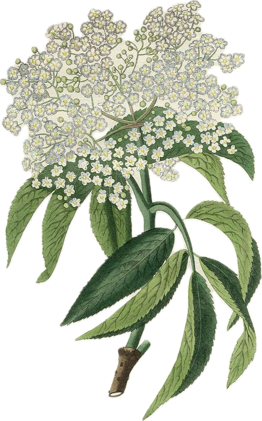 Illustration of a plant with large green leaves and clusters of small white flowers.