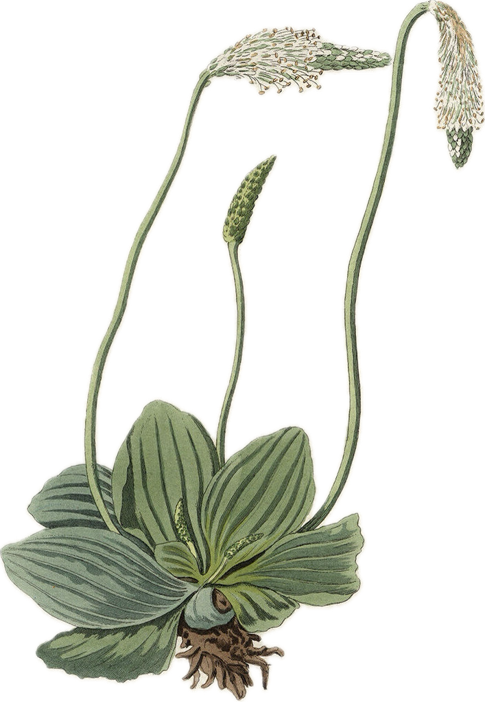 Illustration of a flowering plant with broad green leaves and tall stems, some with white flowering heads.