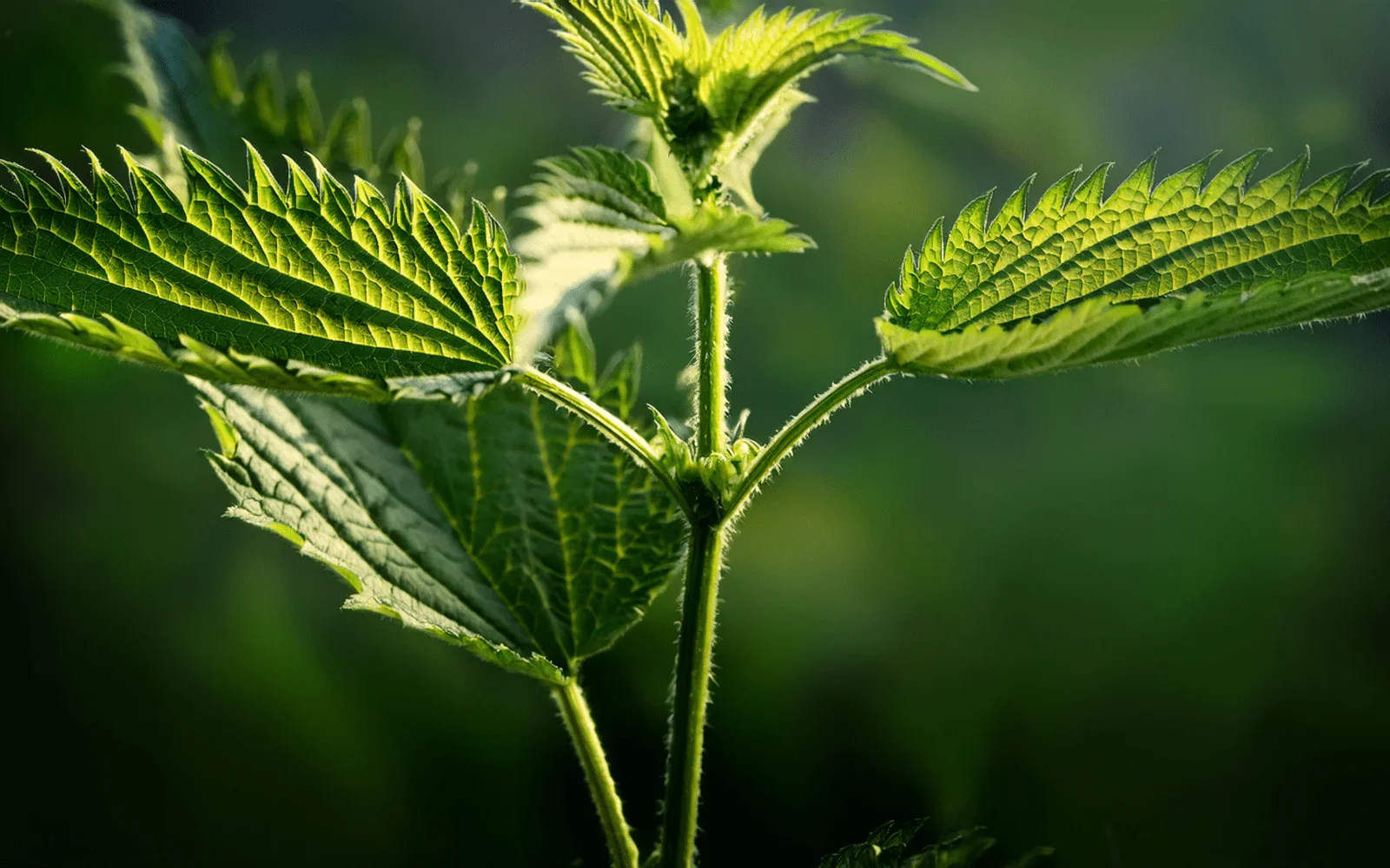 Nettles and Defensiveness