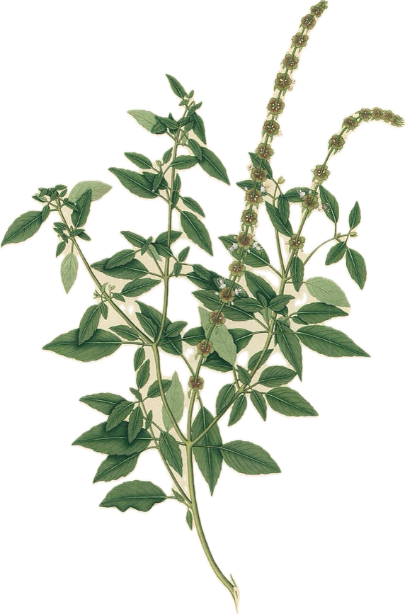 Plant with green oval-shaped leaves and tall flower spikes with small round flowers.