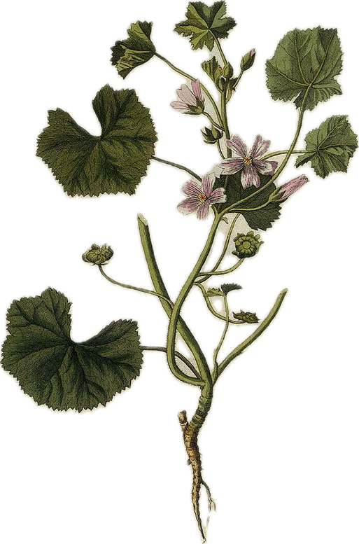 Illustration of a plant with green, kidney-shaped leaves and pinkish-purple flowers.