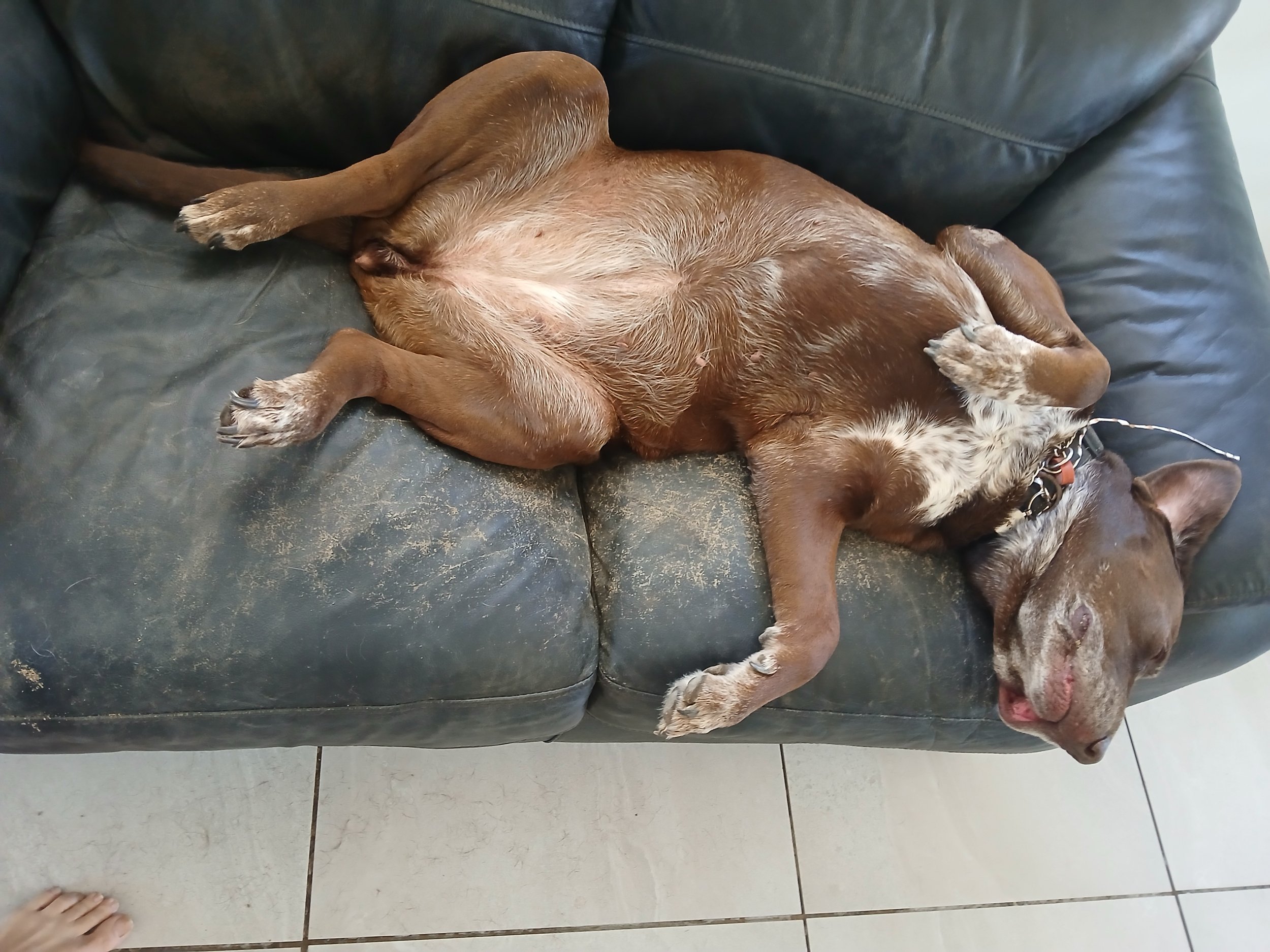 Its an Oz Dog life.jpg