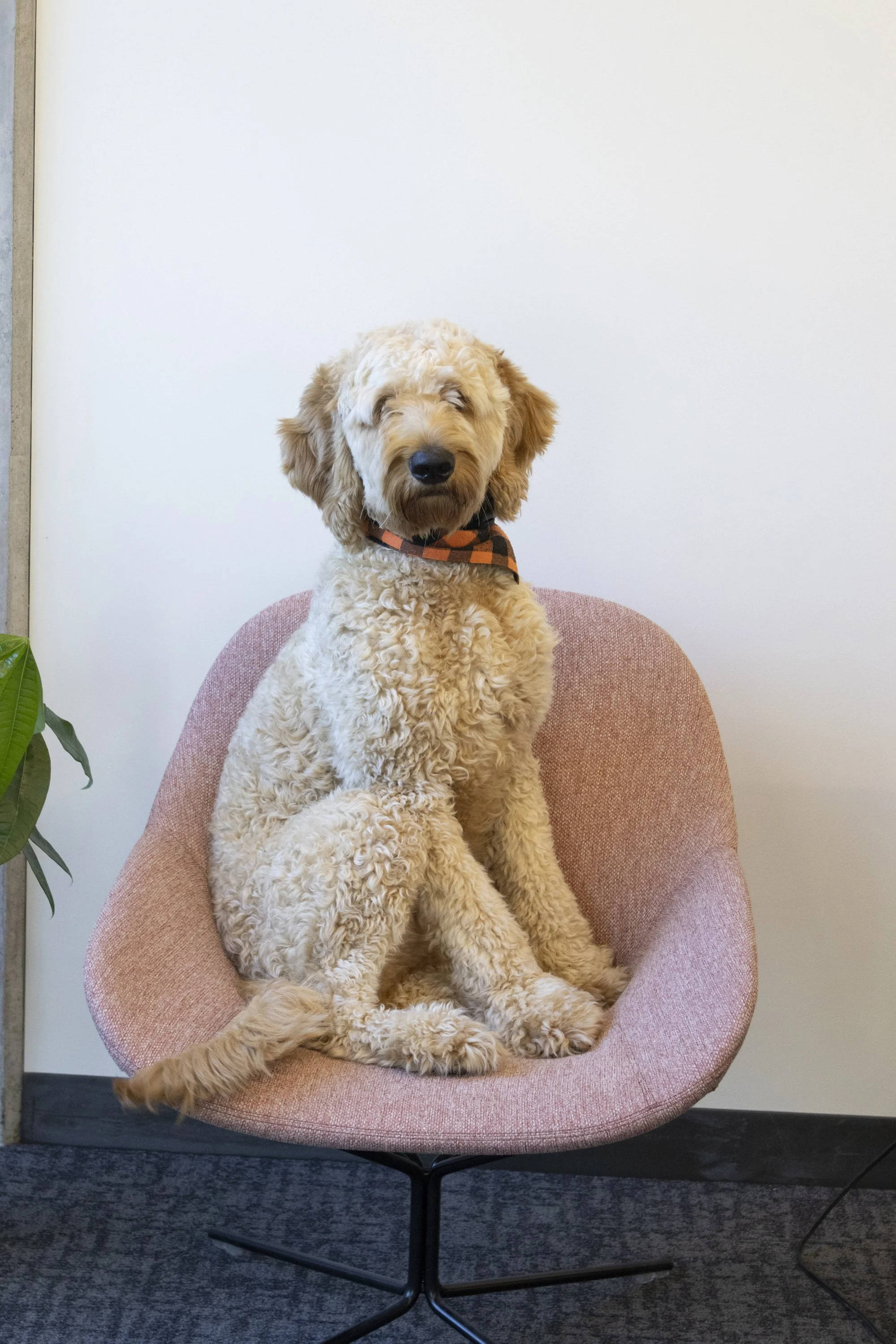 A curly, light-colored dog sitting on a pink modern chair against a plain white wall.