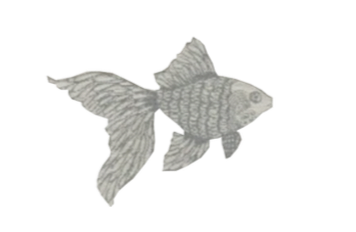 A grayscale drawing of a fish with detailed scales and fins, swimming to the right.