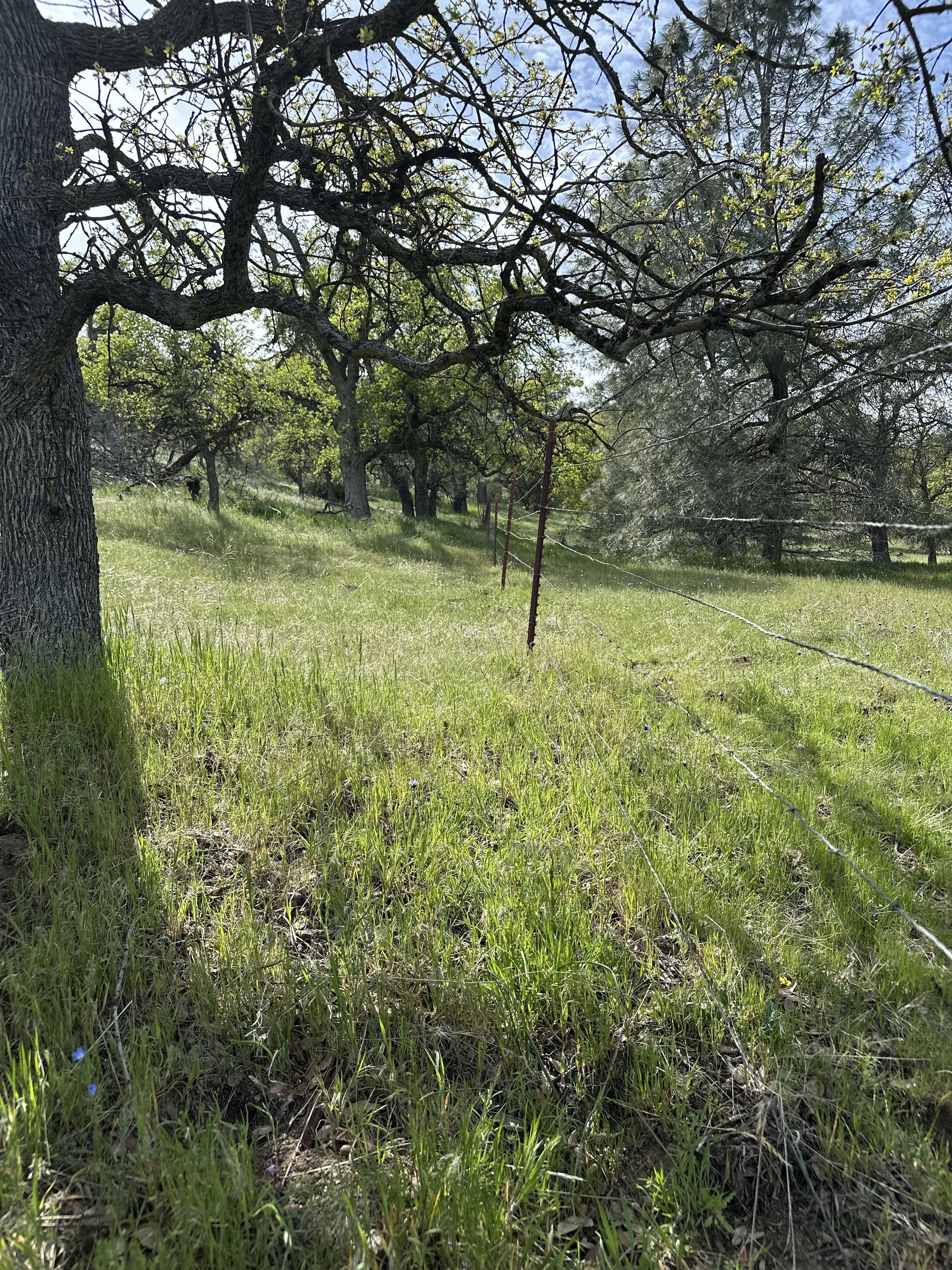 A grassy field with trees, some with green leaves, under a partly cloudy sky. There is a barbed wire fence running diagonally across the scene.
