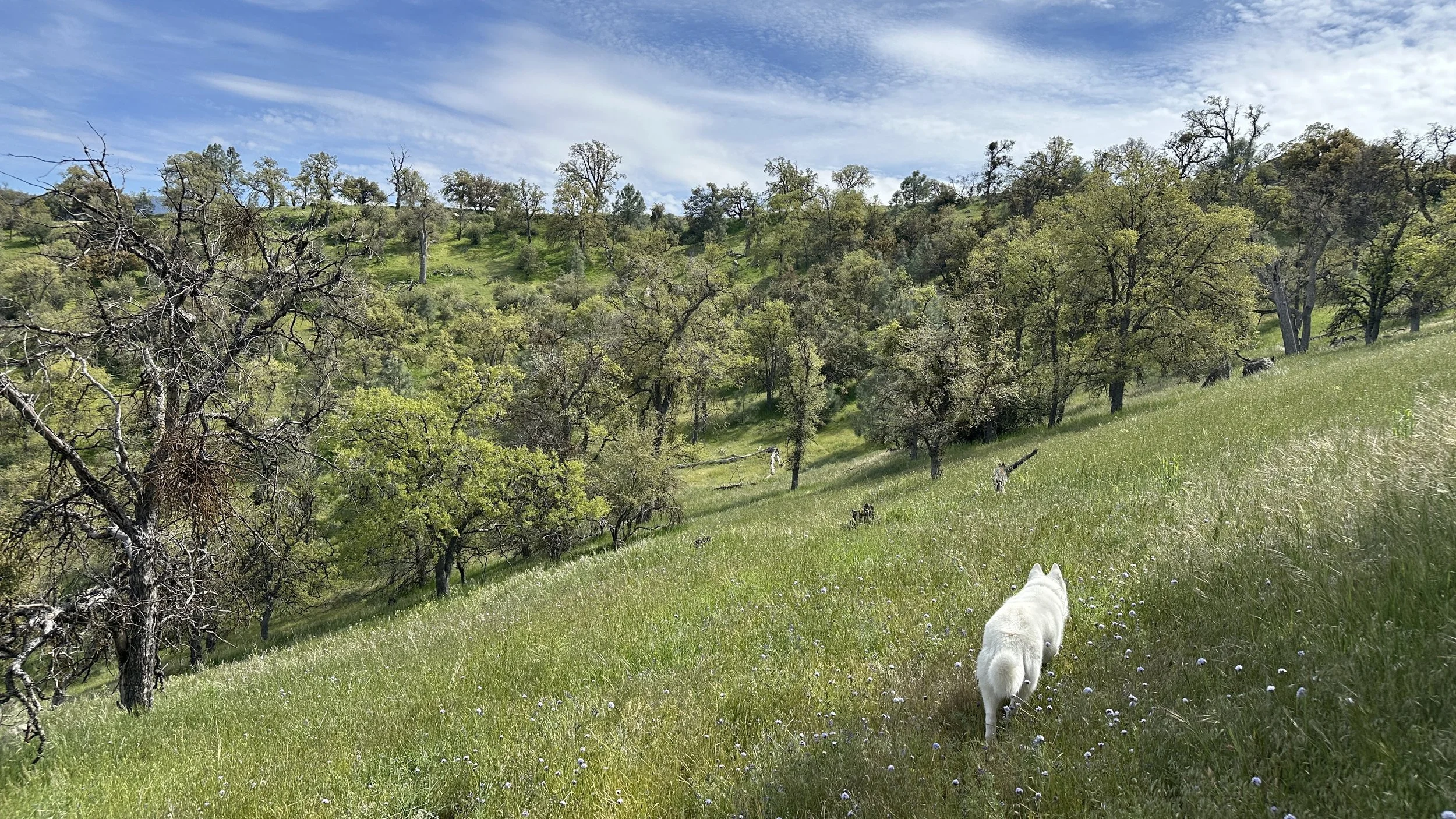 A white dog walking on a grassy hillside with mountains and trees in the background.