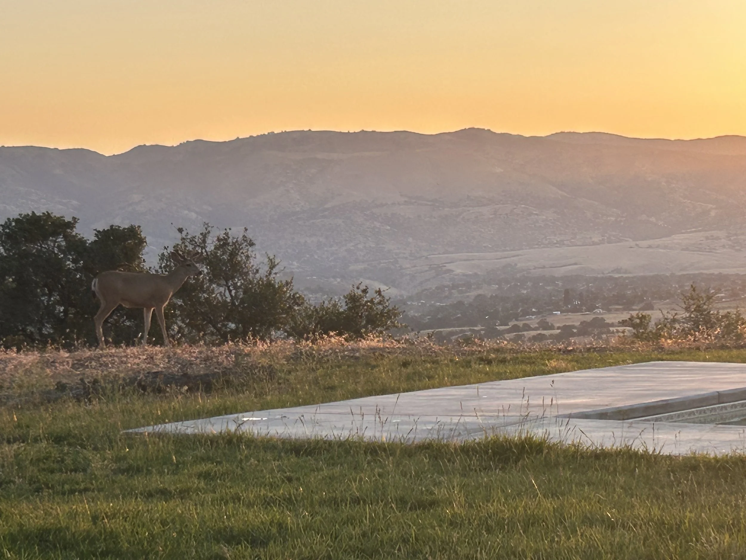 Deer standing on grassy hill with trees and mountains in the background during sunset.