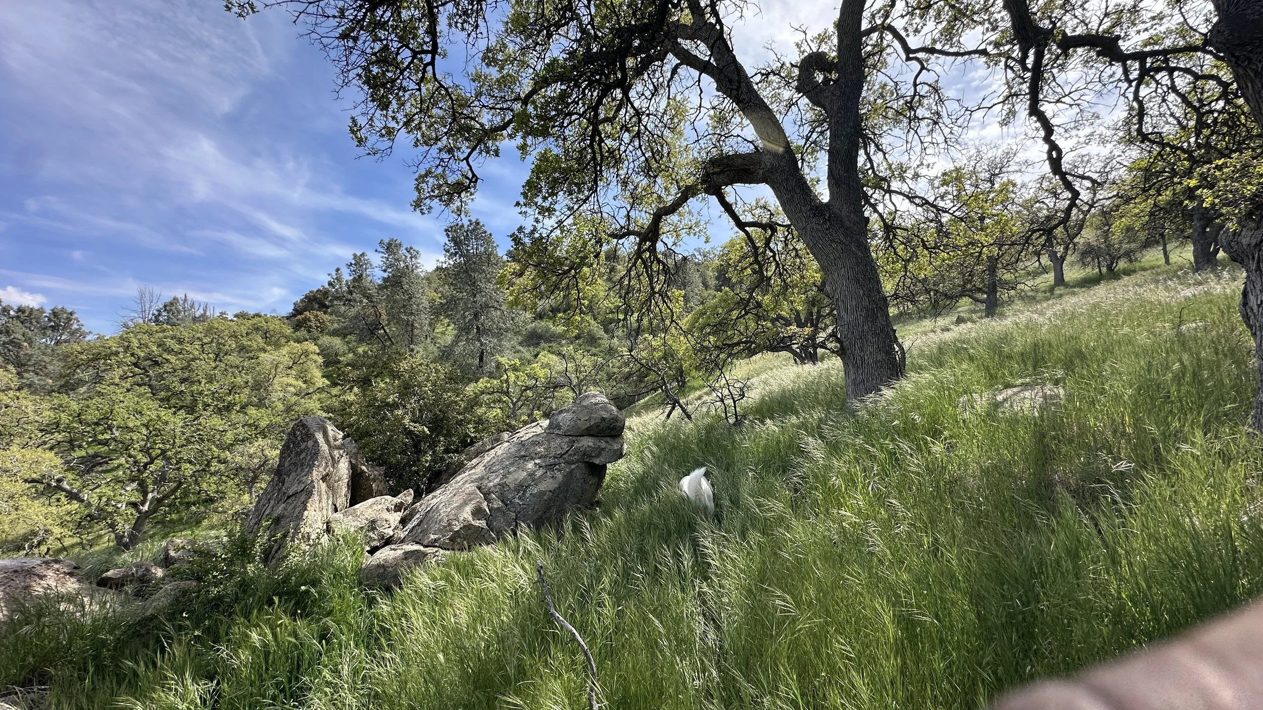 A lush hillside landscape with green grass, large rocks, and trees with twisted branches. A white object, possibly a pet, is partially visible in the grass.