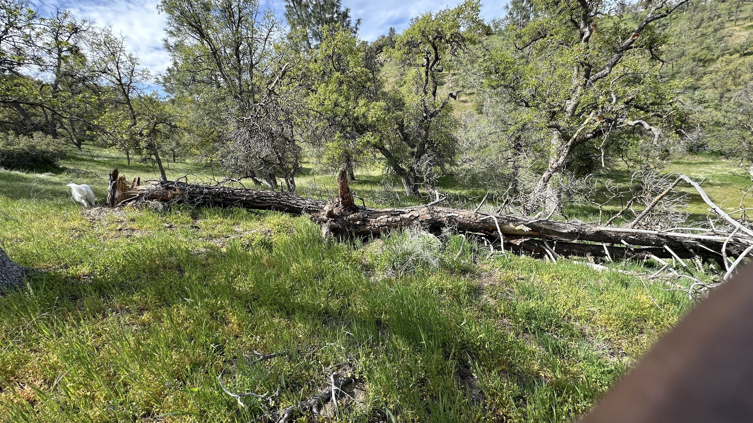 A fallen tree in a grassy field surrounded by green trees and hills, with a goat grazing nearby and some clouds in the sky.