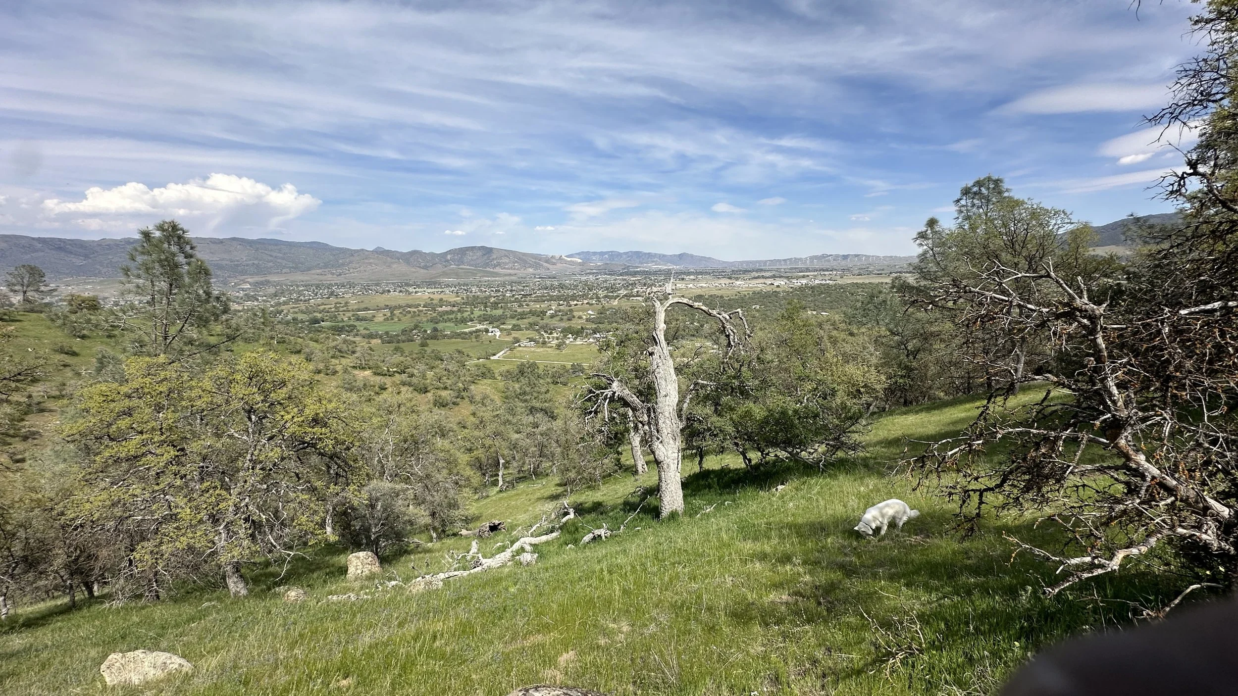 A scenic landscape with rolling green grass, sparse trees, and distant mountains under a partly cloudy sky. A white goat is grazing on the grass in the foreground.