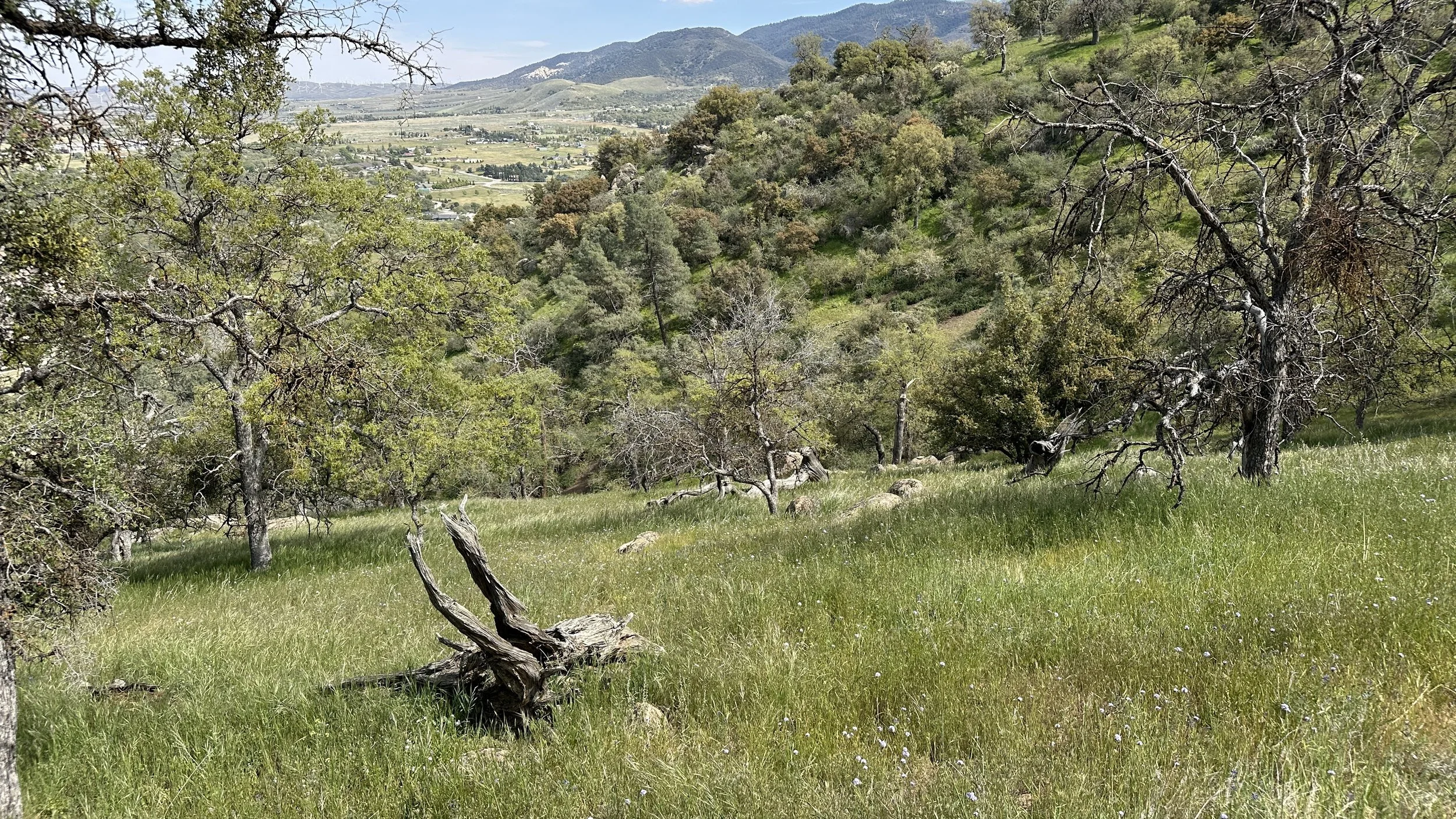 A scenic hillside with sparse trees, some with green leaves and some without foliage, on a sunny day. The foreground has tall grass and a fallen tree trunk. In the background, a valley with more trees and a mountainous landscape can be seen under a p