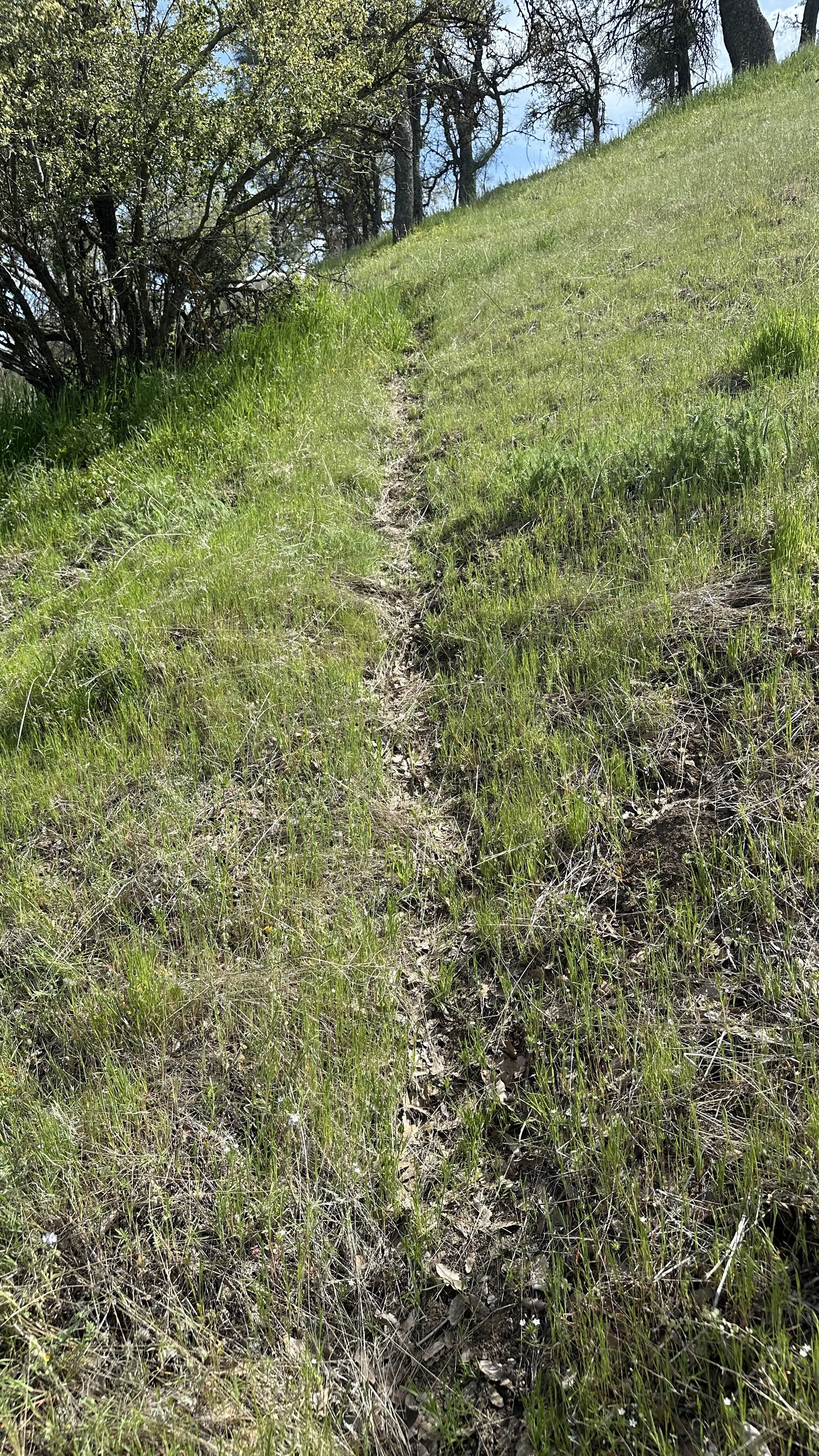 A narrow dirt trail on a grassy hillside with trees in the background under a blue sky.