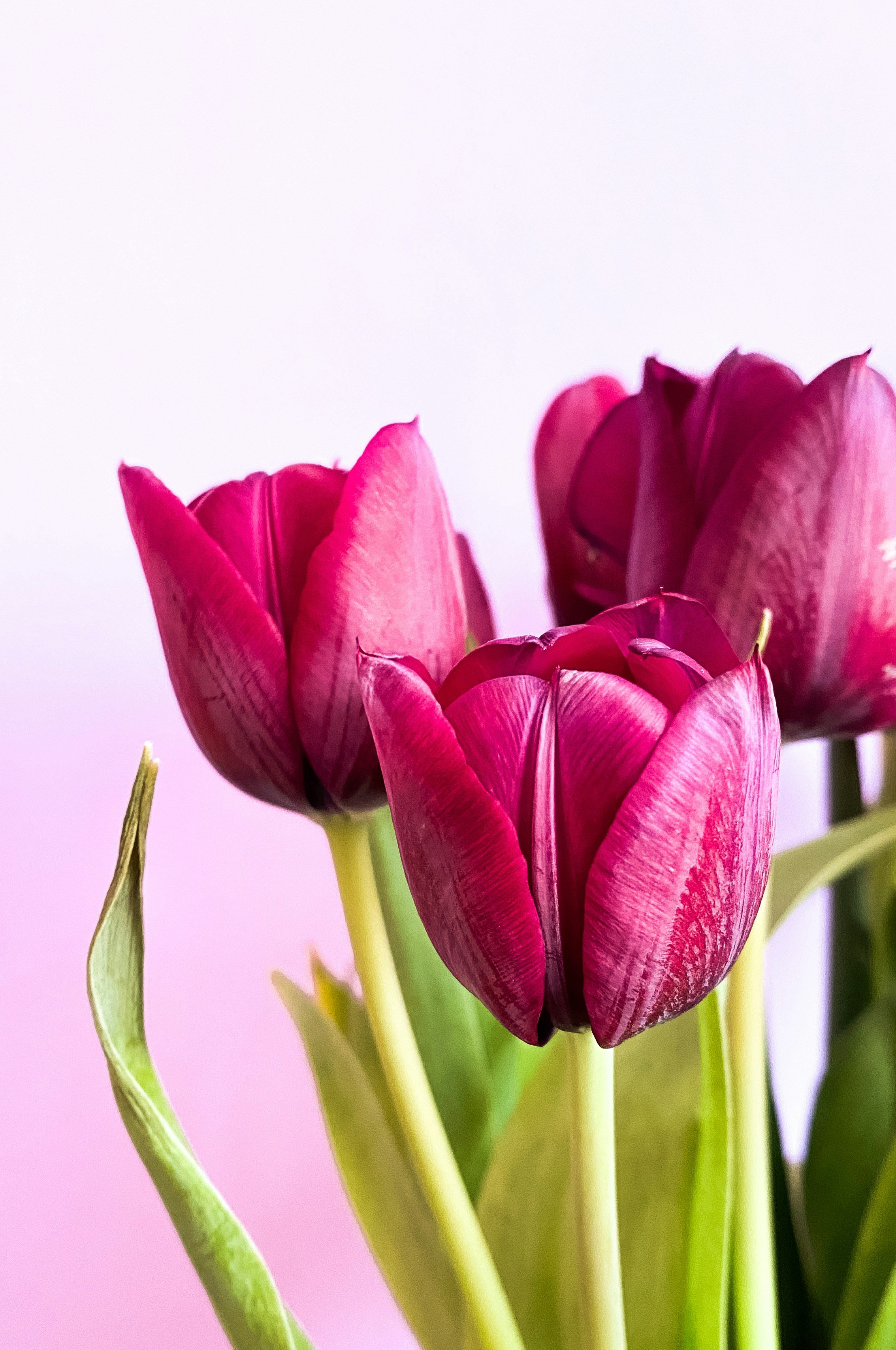 Mother's Day Tulips - Preorder Today!
