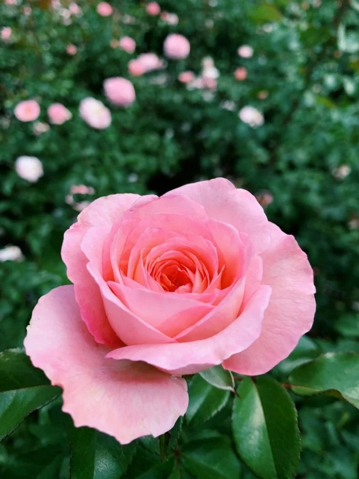 Flowers That Mean Love and Romance Explained