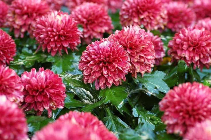 Winter Flowers That Brighten Cold Days